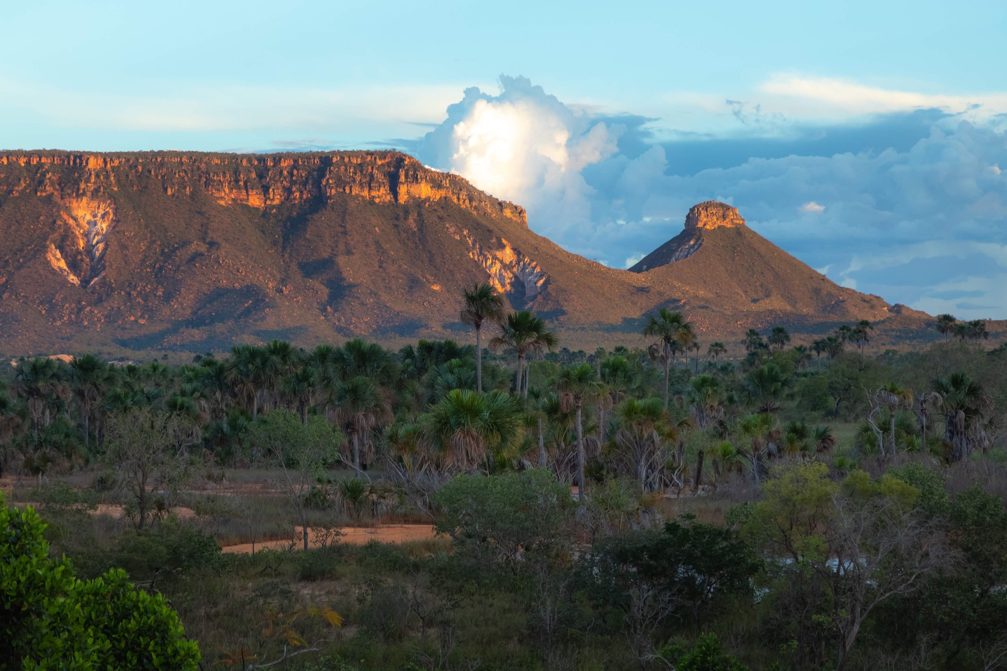 Luz dourada ilumina uma chapada de arenito e um pico rochoso cônico que se erguem acima de uma savana pontilhada de buritis durante uma viagem ao Jalapão