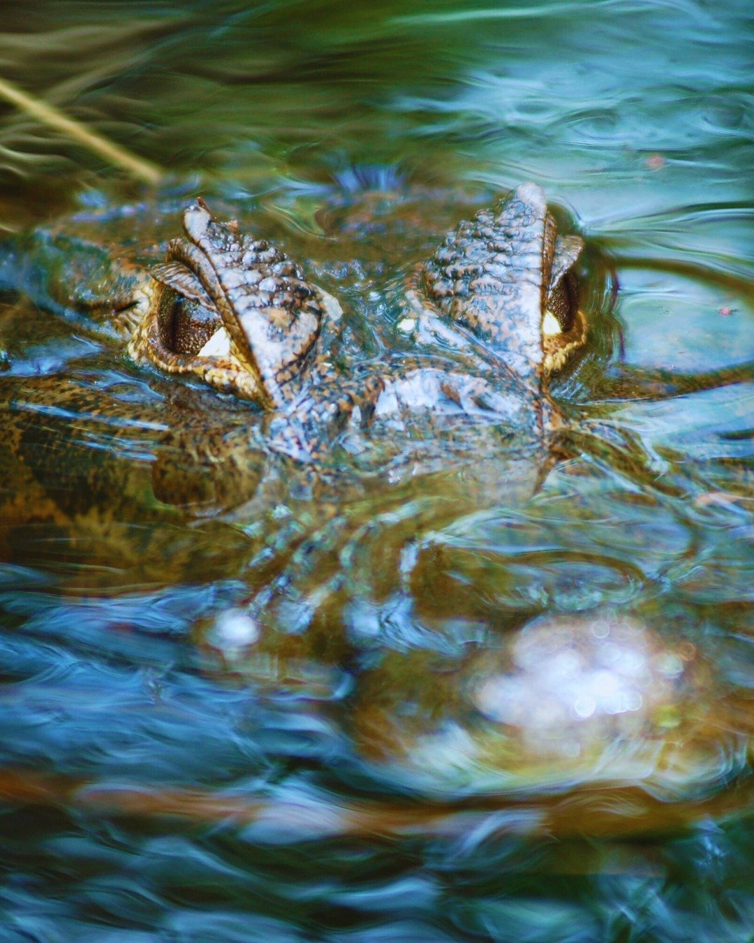 Gepanzerte Augen und Schnauze eines Kaimans, der beim Nachtausflug im Juma Amazon Jungle Lodge kaum die Wasseroberfläche durchbricht