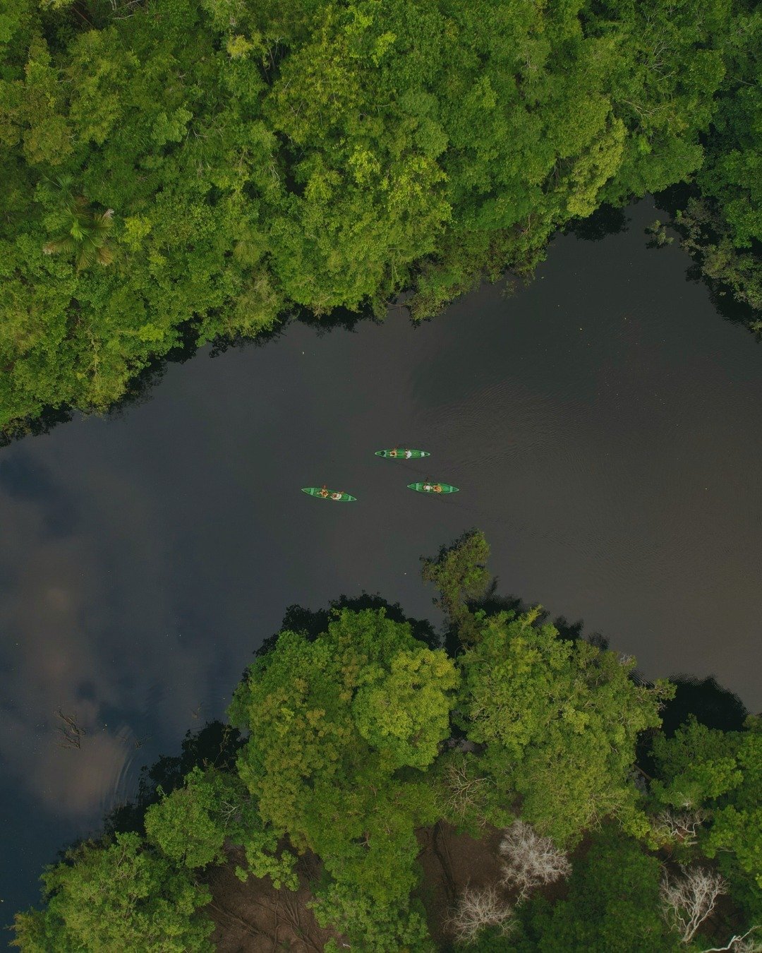 Three tiny canoes, one vast green world. Aerial view of three canoes paddling across a dark-water river channel surrounded by dense Amazon rainforest canopy at Juma Amazon Jungle Lodge