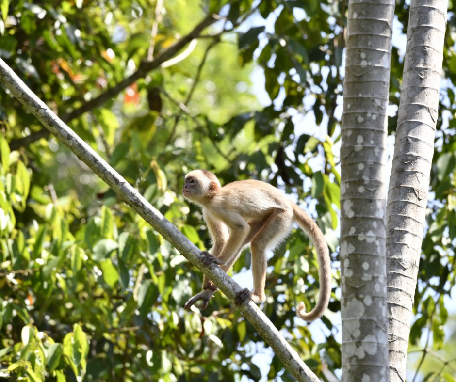 A pale-furred monkey perched on a slender branch high in the forest canopy at Juma Amazon Jungle Lodge, surrounded by lush green treetops