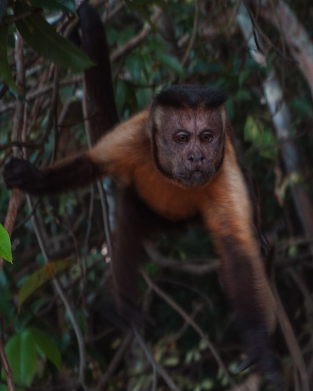 Ein Büschelaffe mit bernsteinfarbenem Fell und dunkler Schädeldecke klammert sich an Äste im dichten Blätterdach des Juma Amazon Jungle Lodge