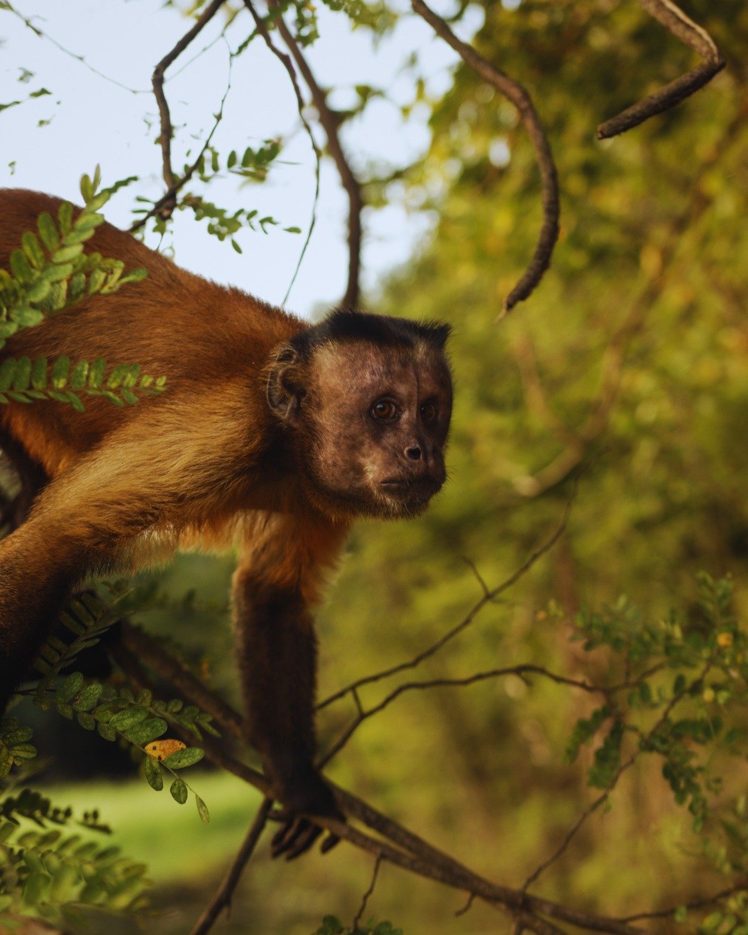 Ein brauner Kapuzineraffe sitzt auf einem Ast zwischen grünem Laub in der Juma Amazon Jungle Lodge und blickt aufmerksam in die Ferne