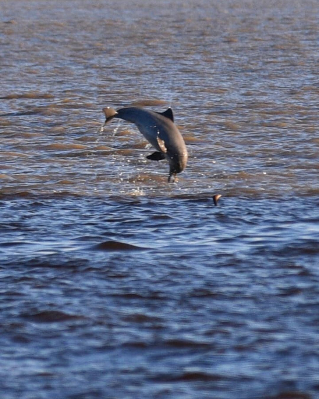 Pure, unscripted joy — a river dolphin launches itself into the Amazon air. A dark-coloured dolphin leaping fully clear of a wide brown river near Juma Amazon Jungle Lodge, with a second dolphin's fin visible in the background