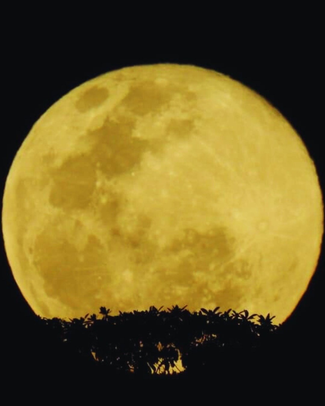 Ein riesiger goldener Vollmond erhebt sich über die dunkle Silhouette des tropischen Regenwaldes der Juma Amazon Jungle Lodge