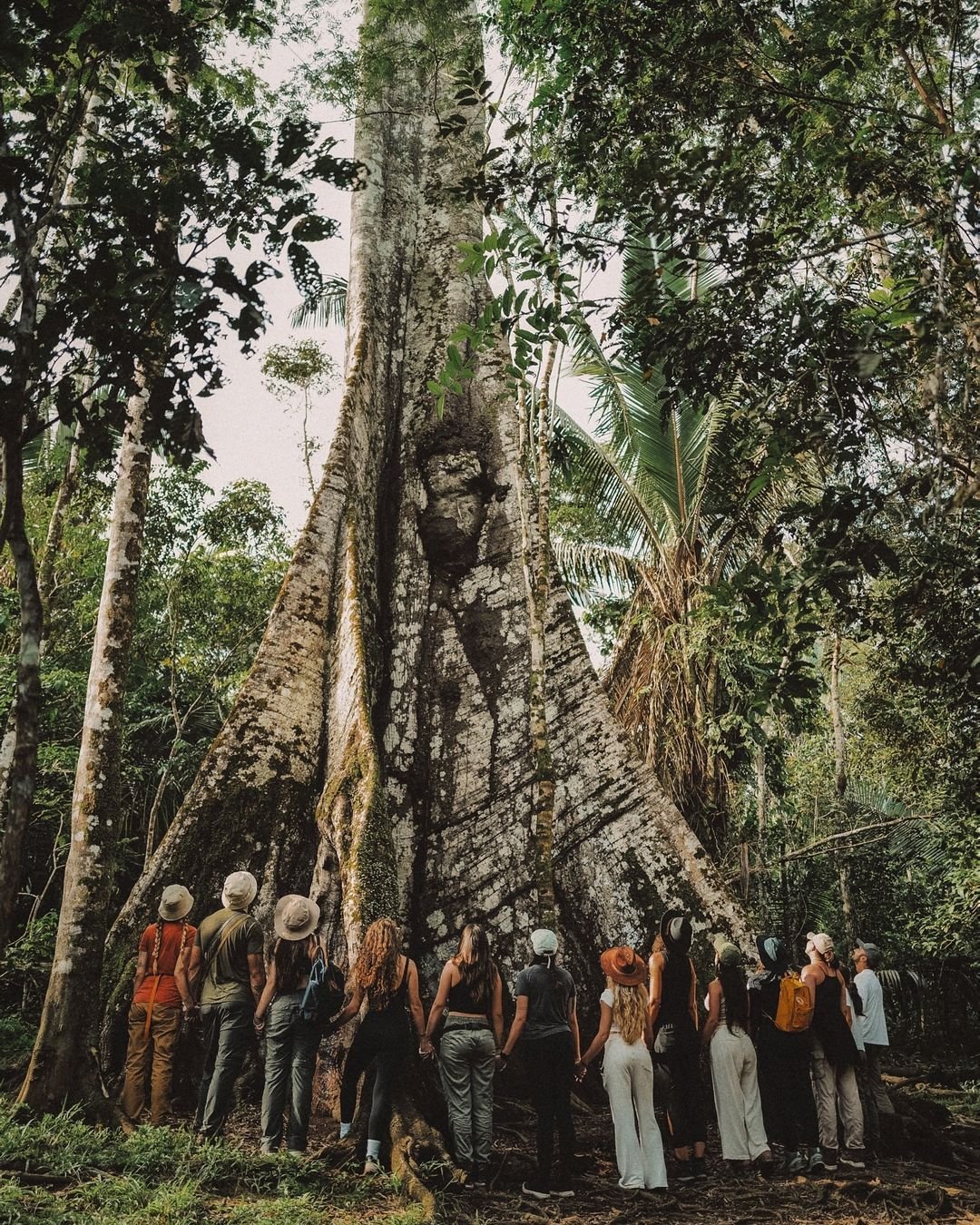Tiny figures, ancient giant — centuries of forest life written into one trunk. A group of ecotourists standing at the base of a massive buttressed sumauma tree at Juma Amazon Jungle Lodge, its towering trunk dwarfing the visitors in the dense rainforest