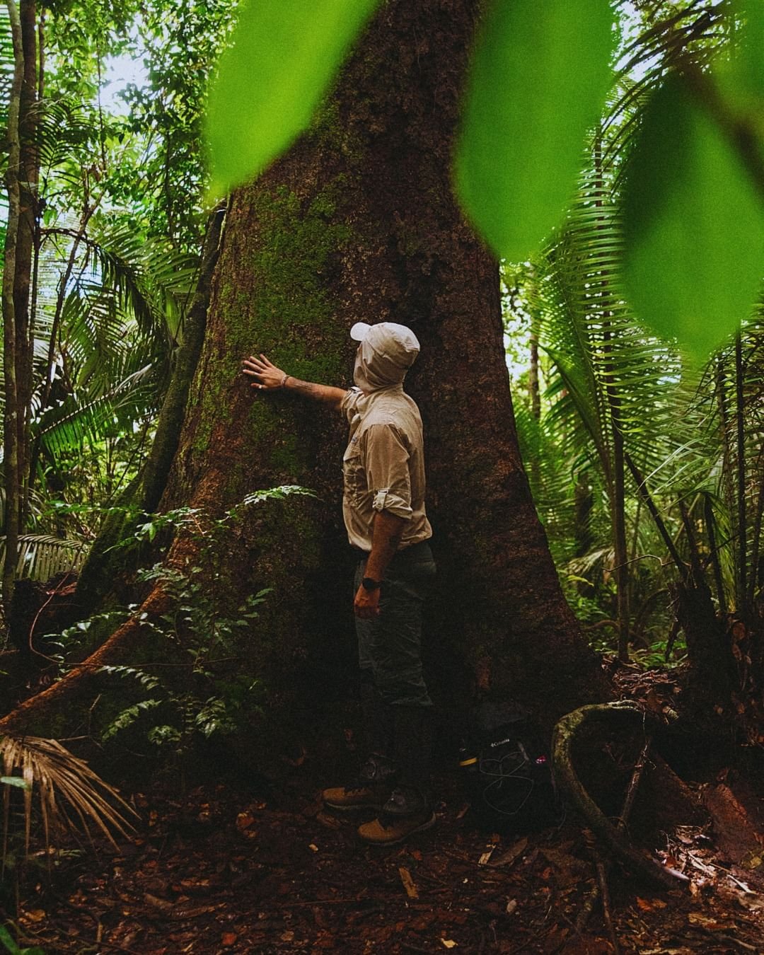 Ancient, enormous, humbling — some trees here have stood for centuries. A visitor places their hand on the massive moss-covered trunk of a giant rainforest tree at Juma Amazon Jungle Lodge, surrounded by ferns and dense tropical vegetation