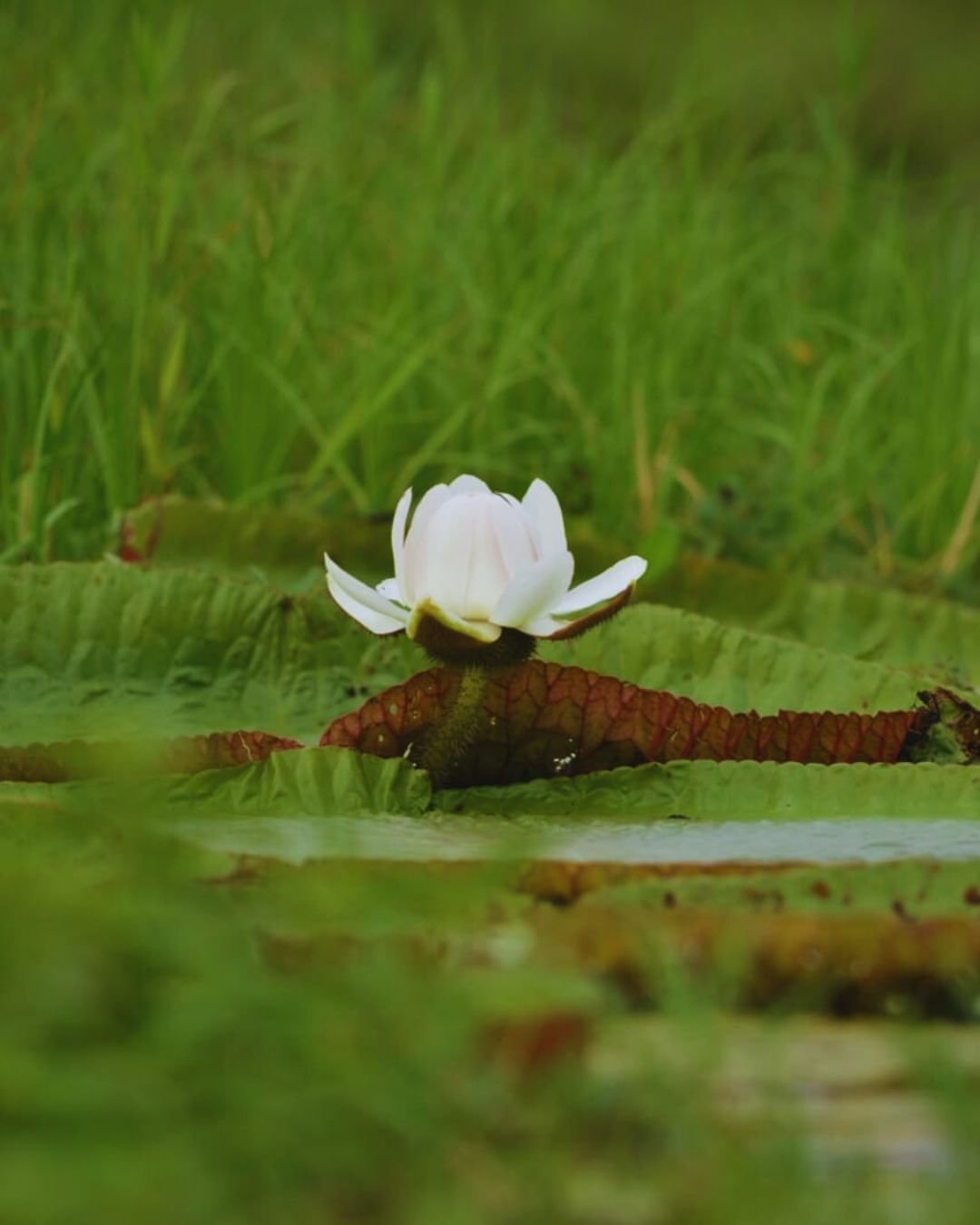 Eine weiße Seerosenblüte auf einem großen gerippten Blatt im Juma Amazon Jungle Lodge, umgeben von üppigem Grün, das sich im stillen dunklen Wasser spiegelt
