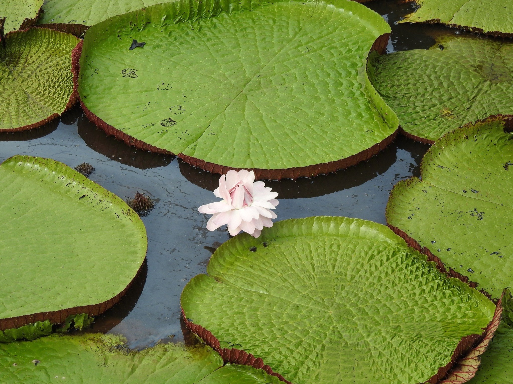 A pale pink giant water lily flower floating among enormous round lily pads with reddish-brown ridged edges at Juma Amazon Jungle Lodge