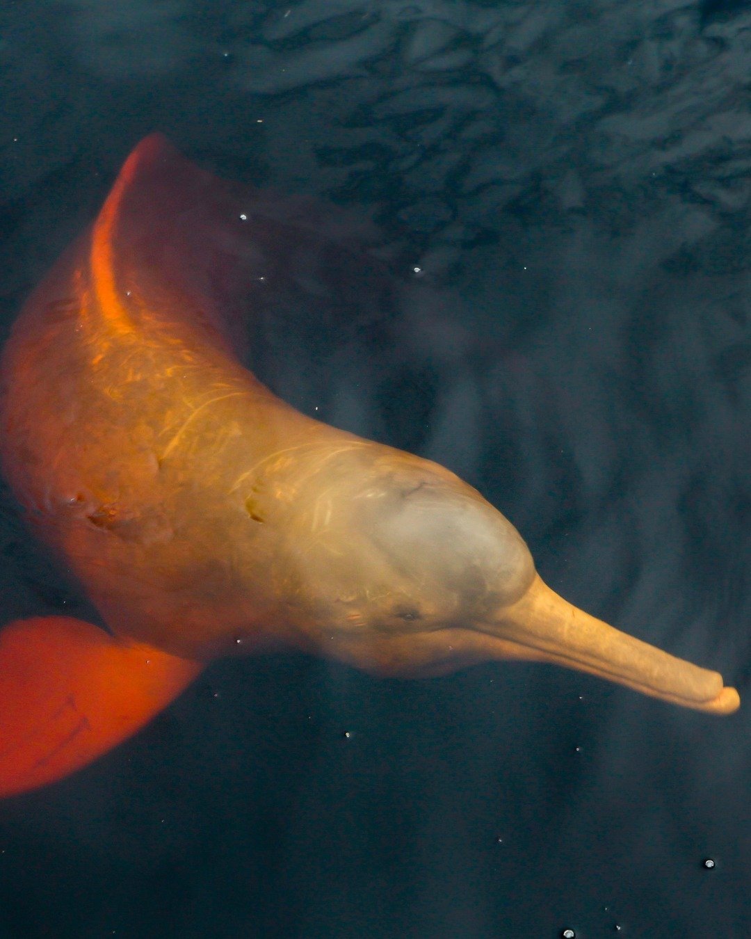 Ein rosa Amazonas-Flussdelfin gleitet knapp unter der dunklen Wasseroberfläche, sein langer Schnabel und die rosafarbene Haut deutlich von oben sichtbar