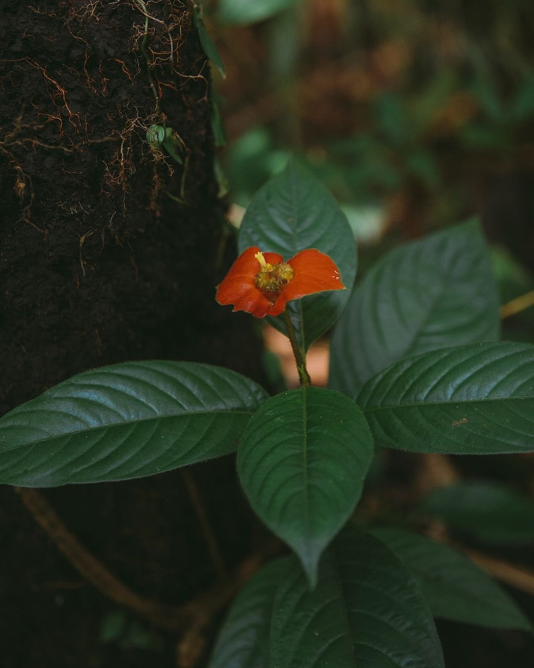 Eine winzige rot-orange Wildblume mit gelben Staubblättern blüht im Juma Amazon Jungle Lodge, umgeben von dunkelgrünen Blättern neben einem moosbedeckten Baumstamm