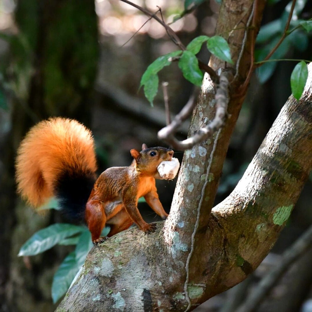Rust-red and bushy-tailed, a forest squirrel makes off with its prize. A vivid red-and-black tailed squirrel clutching a nut in its mouth, perched on a mossy tree branch at the Juma Amazon Jungle Lodge