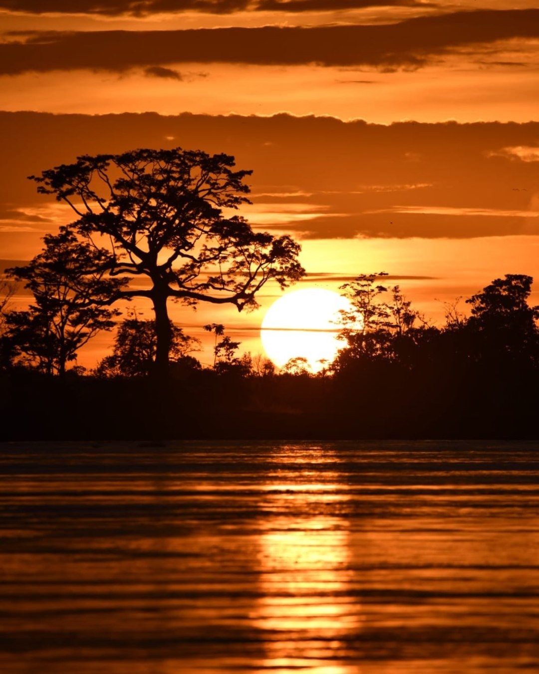 Sunset burns copper across the water — the Amazon at its most breathtaking. A fiery orange sunset at Juma Amazon Jungle Lodge with a large tree silhouetted against the glowing sun disc as it sets behind dense rainforest canopy, reflected in the still river below