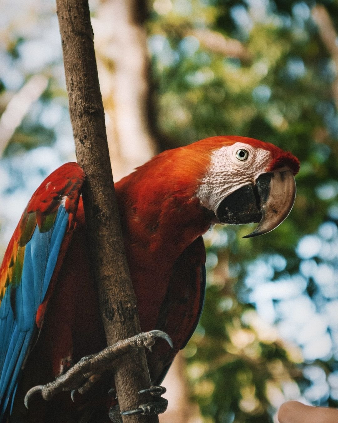 Ein Hellroter Ara mit leuchtendem rotem, blauem und gelbem Gefieder sitzt auf einem Ast in der Juma Amazon Jungle Lodge und blickt direkt in die Kamera