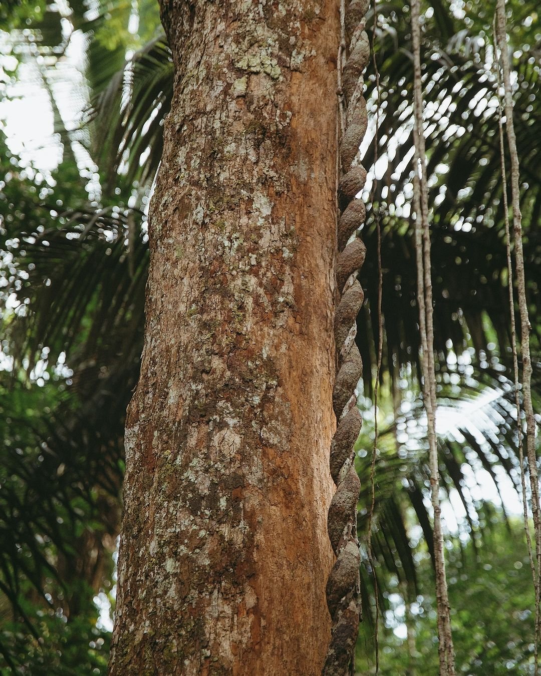 Eine dicke, seilartige Liane, die sich eng um einen hohen Baumstamm im Juma Amazon Jungle Lodge windet, mit Palmwedeln und Luftwurzeln im unscharfen Hintergrund