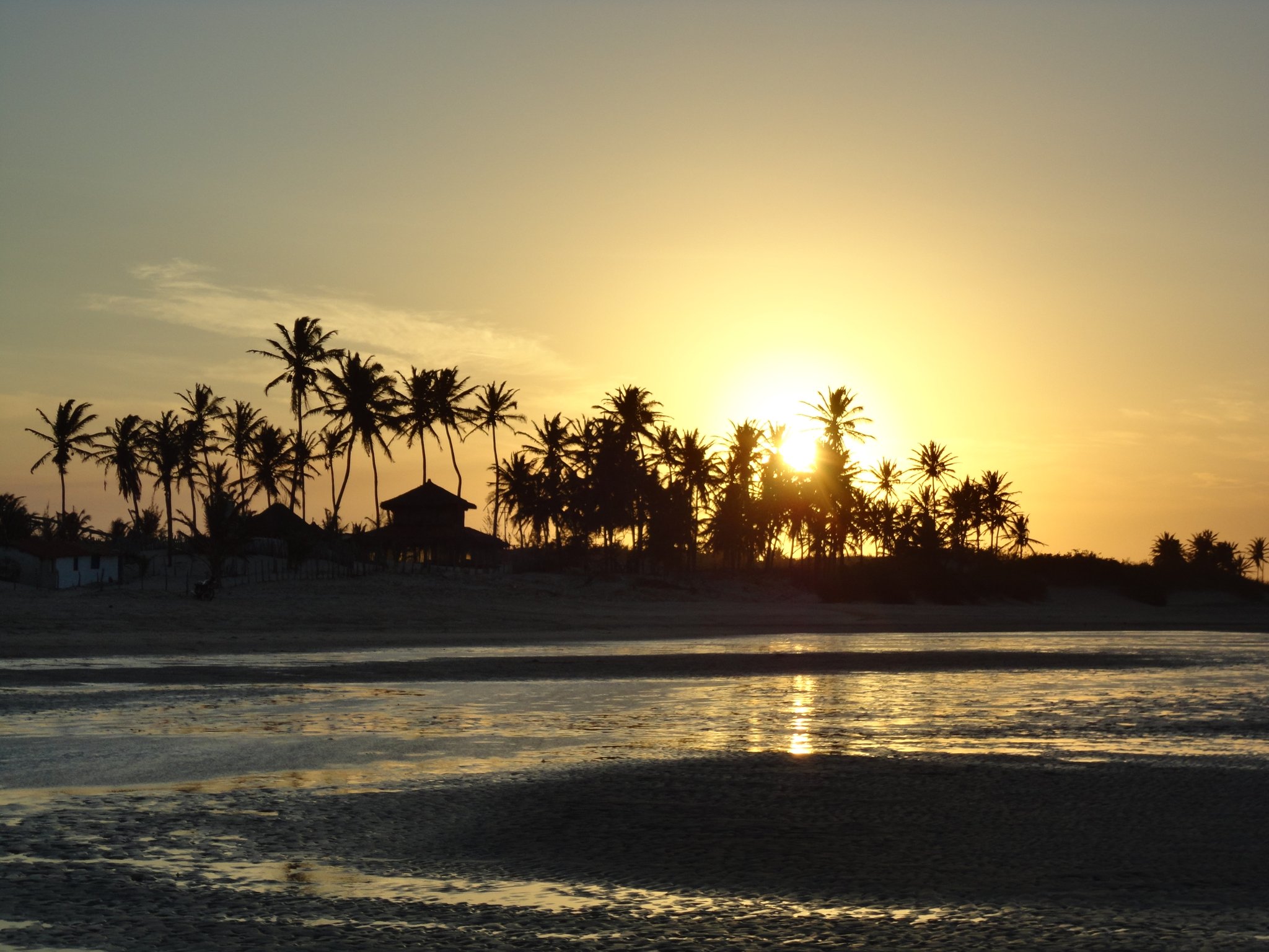 Molten gold pours through the palms as the tide pulls back. Photo 3