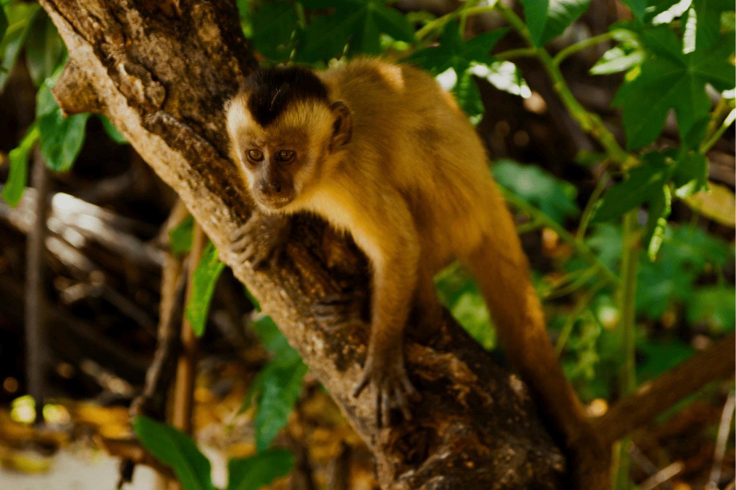 Sharp eyes, sure grip — a capuchin monkey pauses in the mangrove at Vassouras. A golden-furred capuchin monkey with a dark cap clings to a tree branch surrounded by green leaves, encountered along the Lençóis Maranhenses full itinerary boat stop at Vassouras