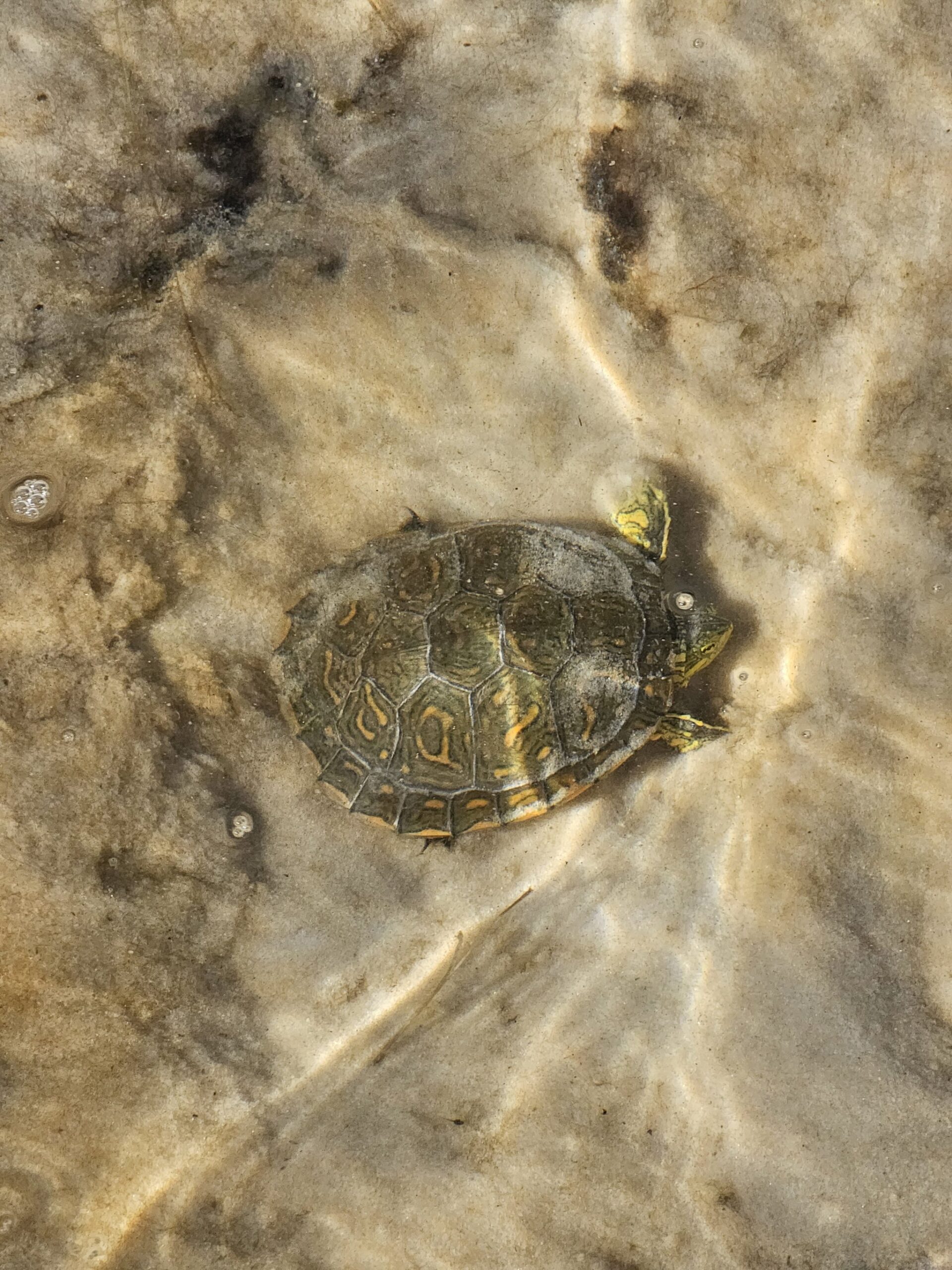 Pocket-sized and perfectly patterned, a river turtle pauses in the shallows. A small freshwater turtle with an orange-patterned shell rests in shallow, sandy-bottomed water along the Lençóis Maranhenses full itinerary route