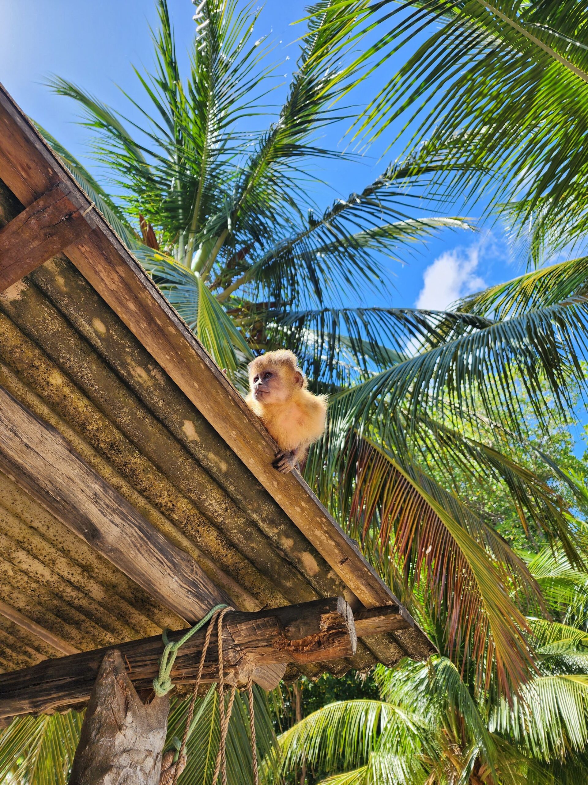 Pequeno morador do telhado, alheio a qualquer aventura. Um jovem macaco-prego fofo empoleirado na borda de um telhado de madeira rústico, rodeado por folhas de palmeira balançando sob um céu azul intenso na trilha pelos Lençóis Maranhenses