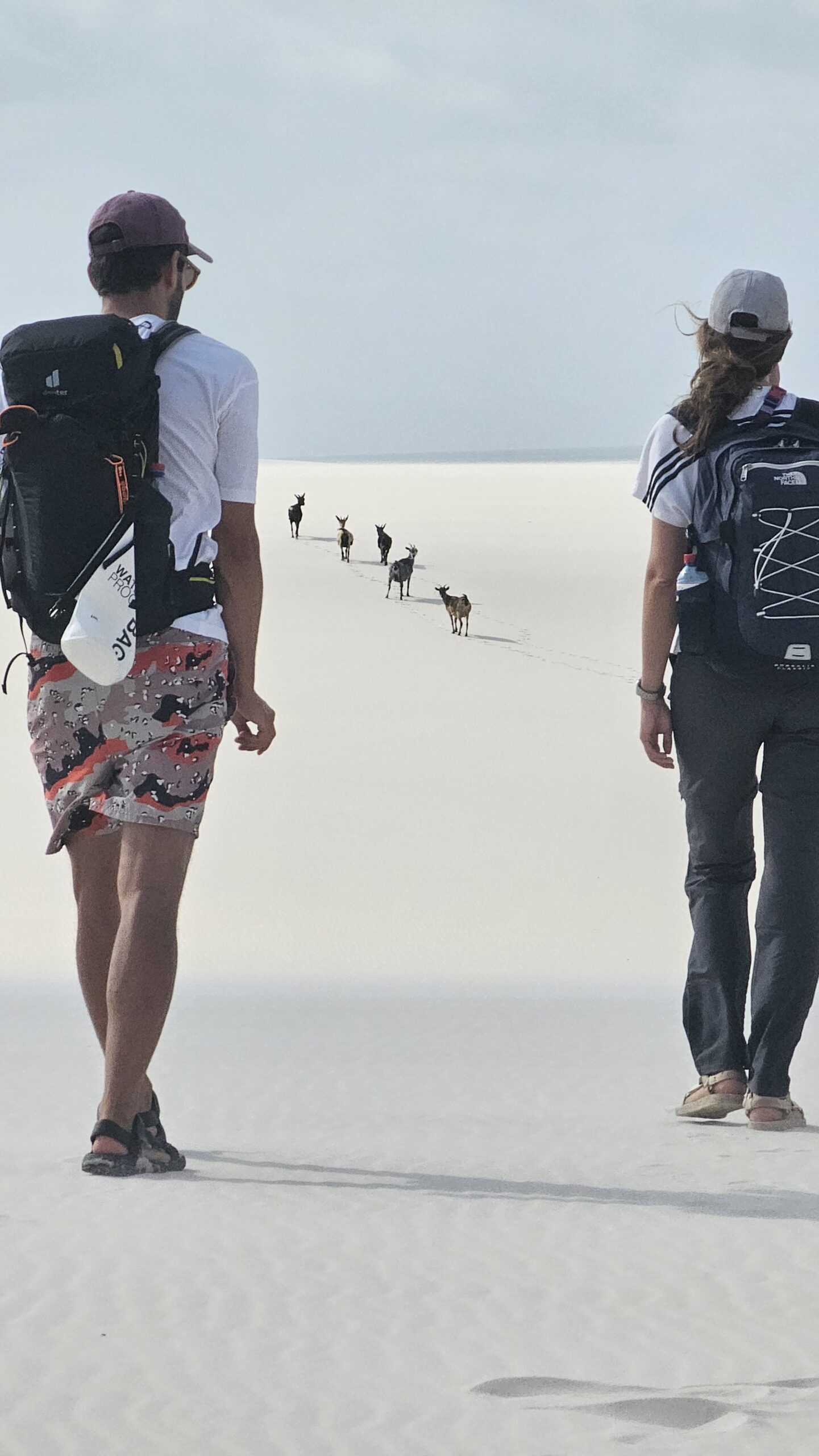 Unexpected trail companions on the endless white. Two backpackers on a Lençóis Maranhenses trekking route pause as a line of small goats crosses the blinding white sand flat ahead of them