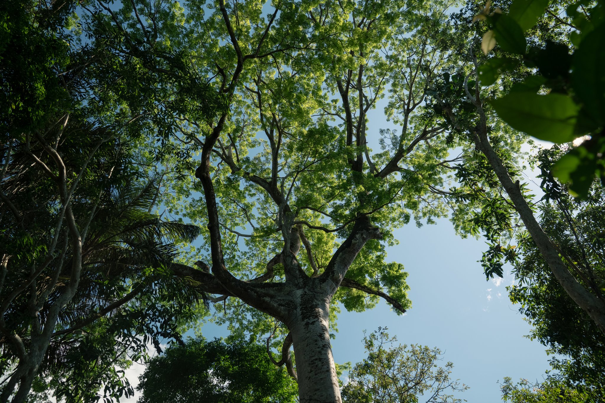 Upward view through the spreading canopy of a tall tropical tree on a luxury Amazon cruise in Brazil, with bright green leaves filtering blue sky