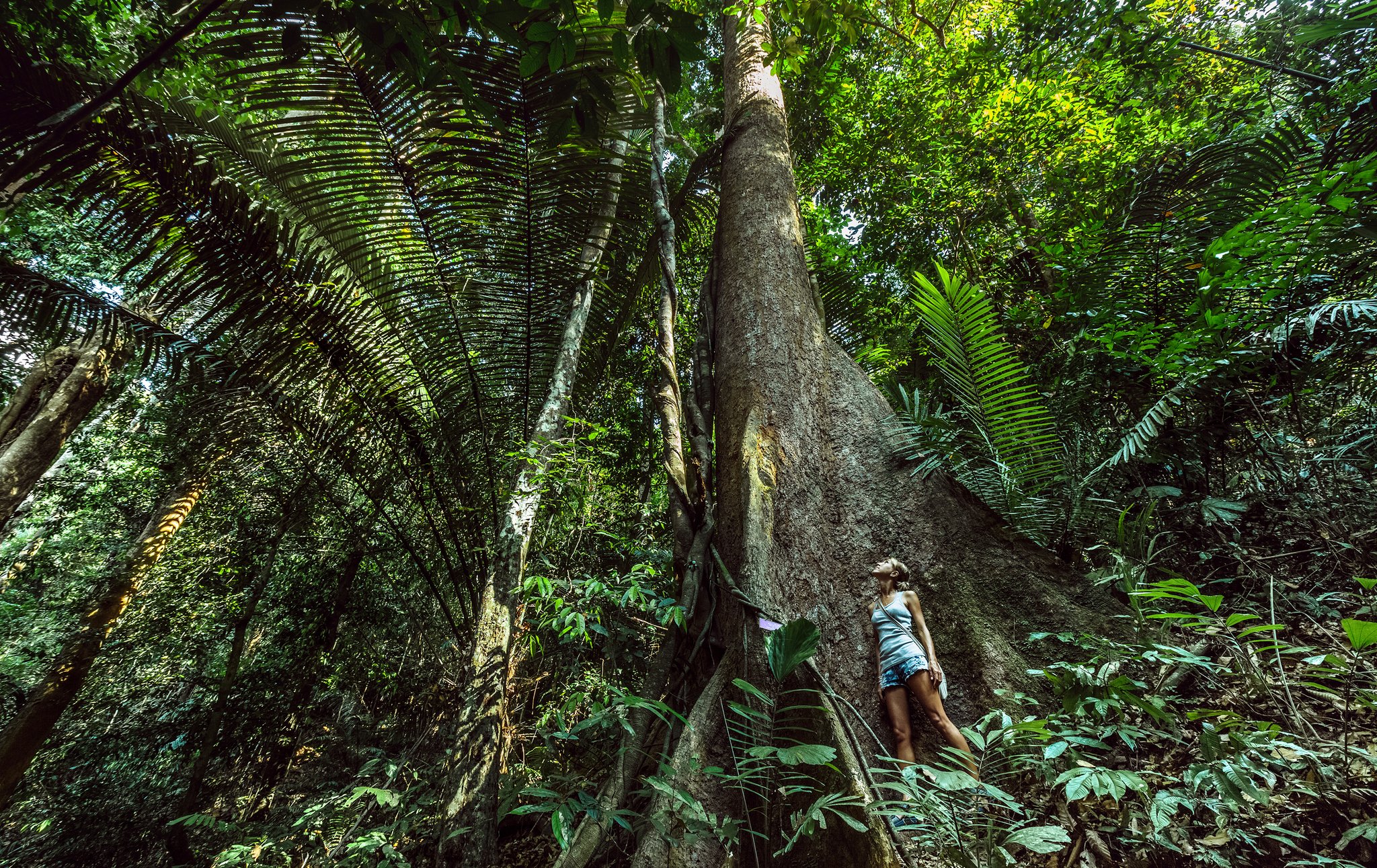 Uma mulher de pé ao lado da base de uma enorme árvore da floresta com sapopemas, olhando para o alto do tronco que se eleva até o dossel durante um cruzeiro de luxo pela Amazônia no Brasil