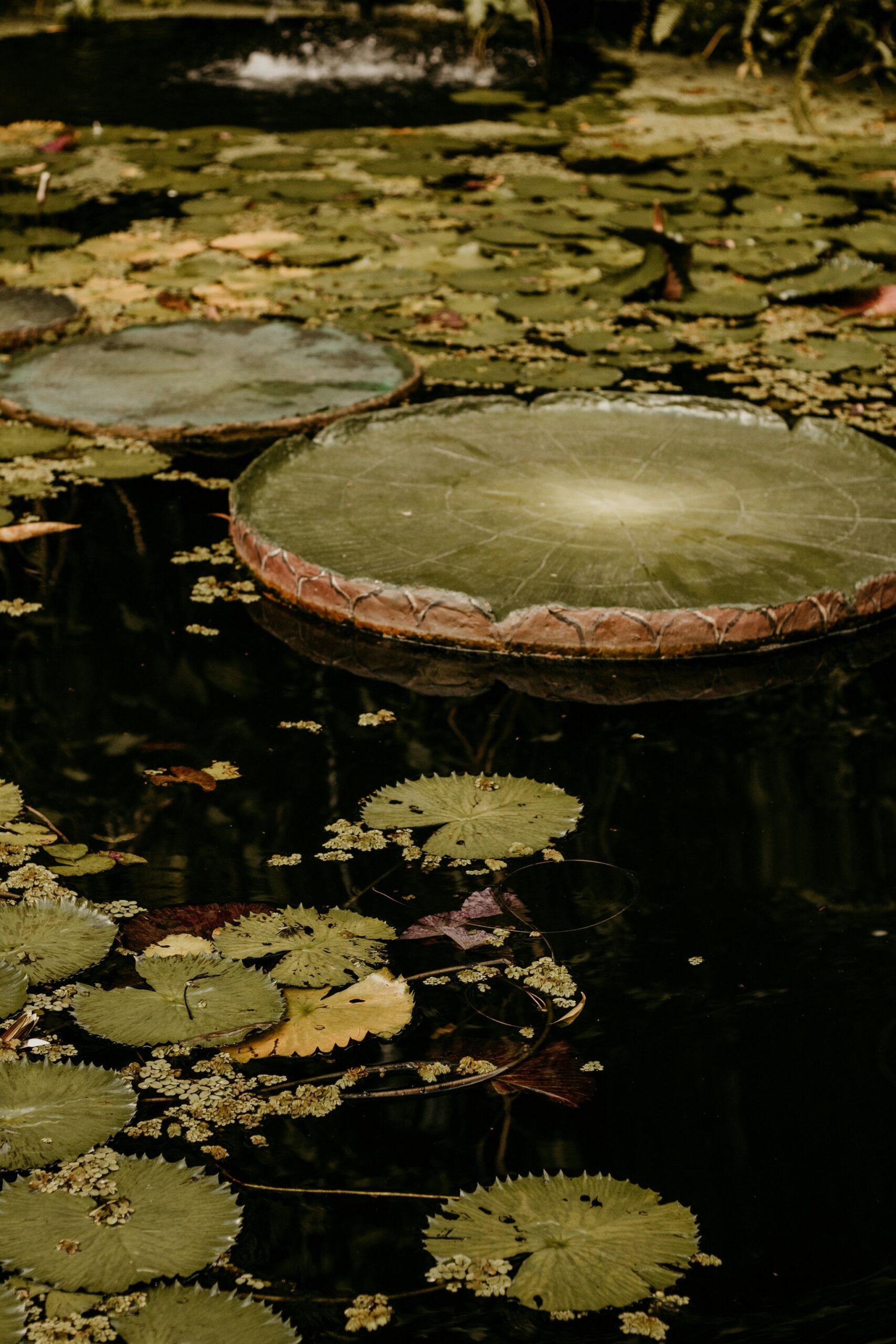 Folhas gigantes de Victoria amazonica com bordas avermelhadas erguidas flutuam em água escura e calma ao lado de pequenas vitórias-régias e vegetação aquática