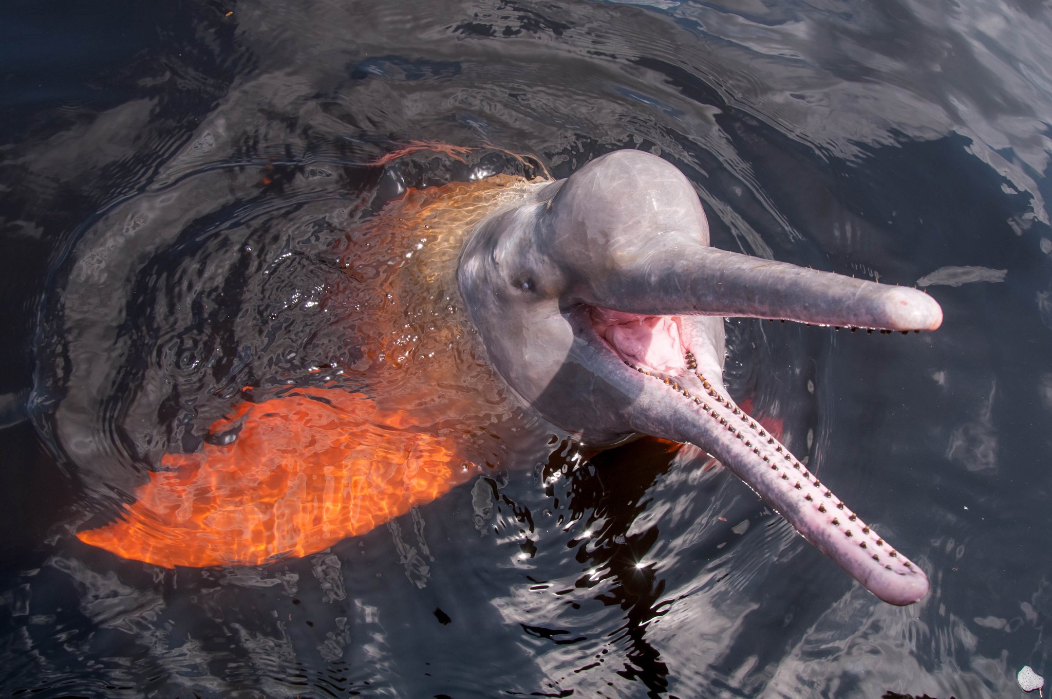 A pink river dolphin surfaces from dark Amazon waters on a luxury Amazon cruise in Brazil, its long toothed beak and pale skin clearly visible as it twists at the surface
