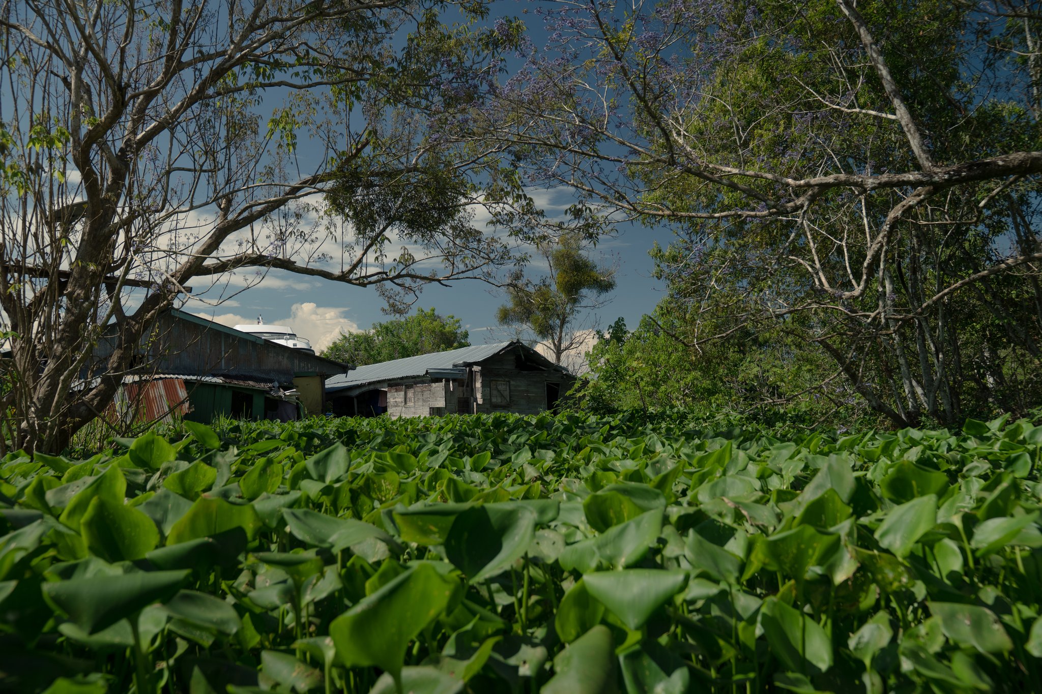 A carpet of water hyacinths stretches before weathered wooden riverside dwellings framed by tall trees under a dramatic blue sky, seen from a low angle on a luxury Amazon cruise in Brazil