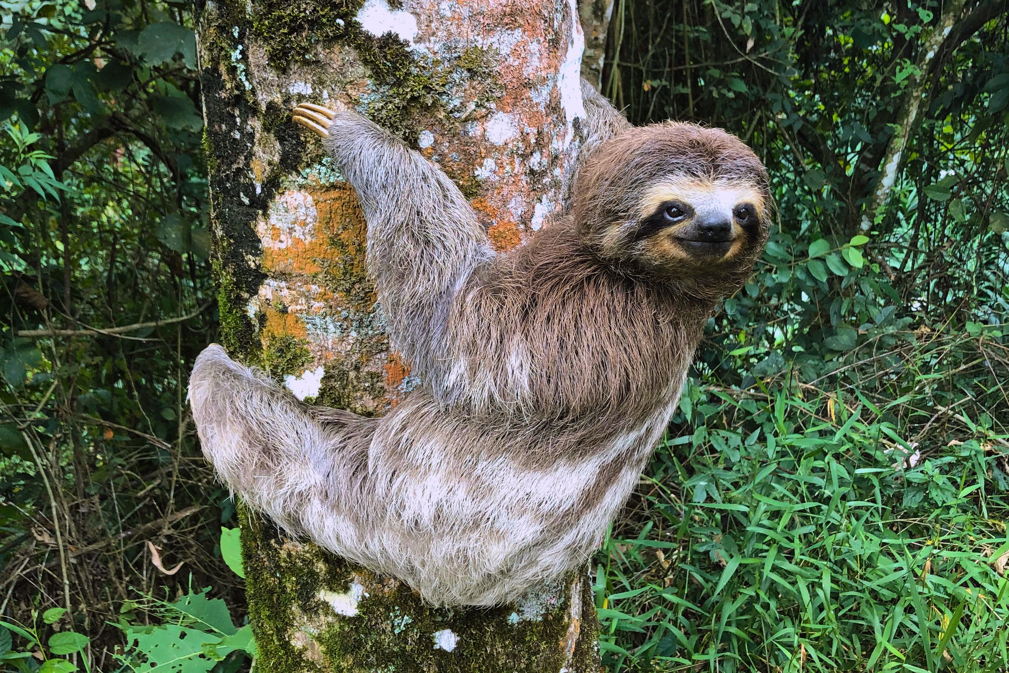 A three-toed sloth clinging to a lichen-covered tree trunk and looking directly at the camera, surrounded by lush green tropical forest vegetation — a classic wildlife sighting on a Luxury Amazon Cruise in Brazil