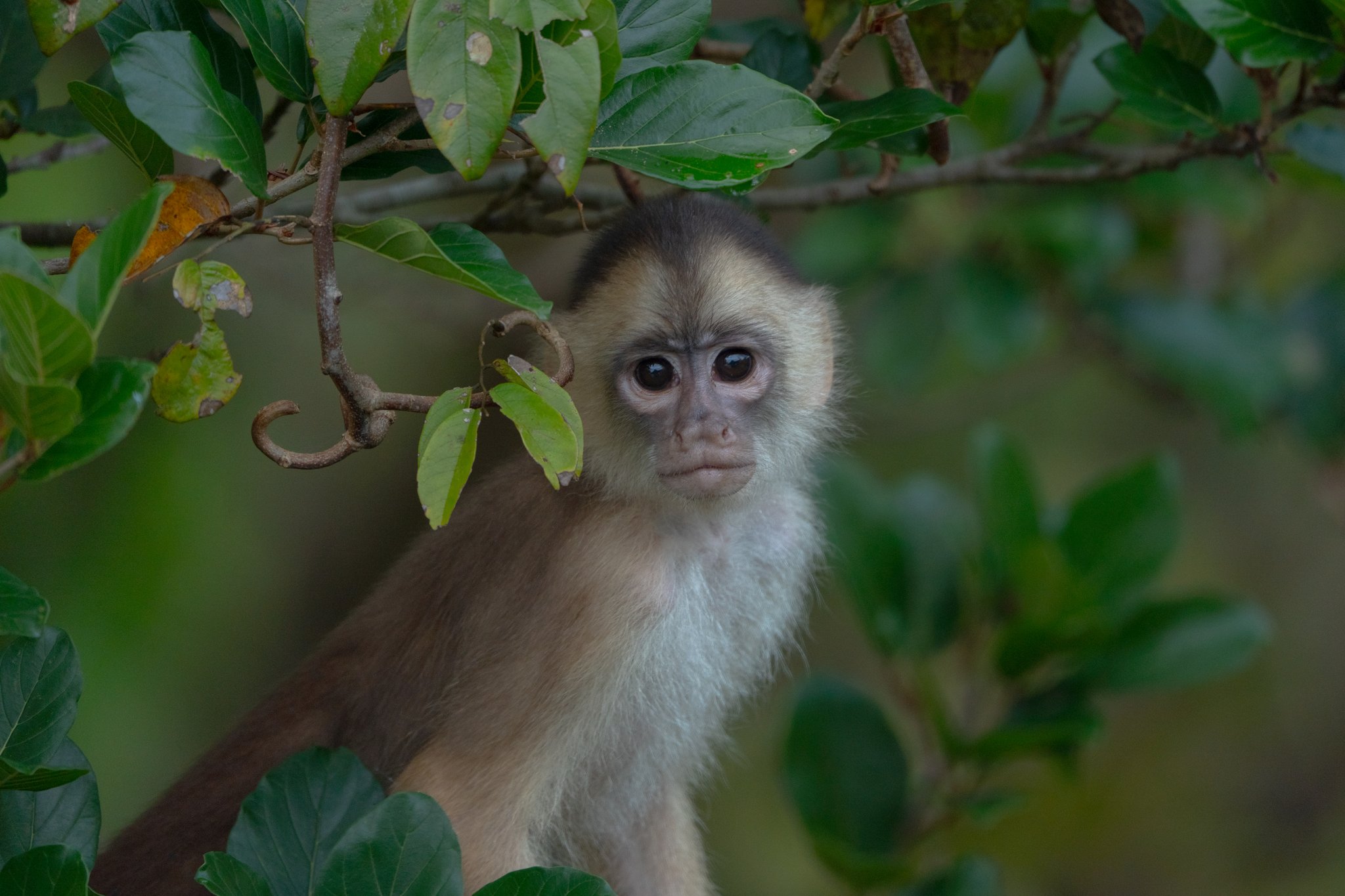 Olhos fundos, postura calma — quem está observando quem? Um macaco-prego de olhos expressivos observa entre galhos e folhas verdes na floresta