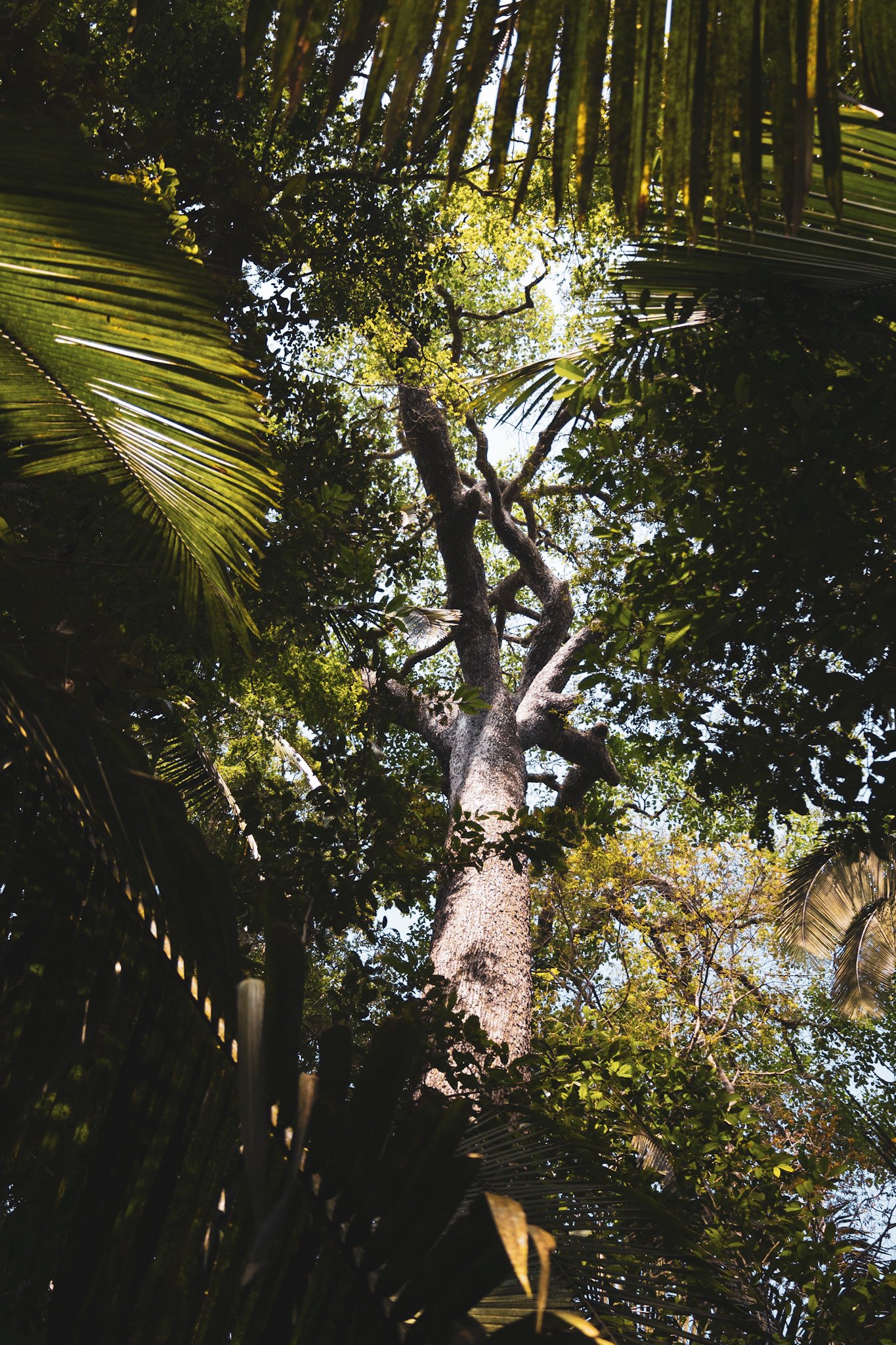Straight up into the green — the forest ceiling closes in from every side. Upward view through a dense tropical canopy on a manaus jungle tour, with a tall gnarled tree trunk rising past palm fronds toward a bright sky