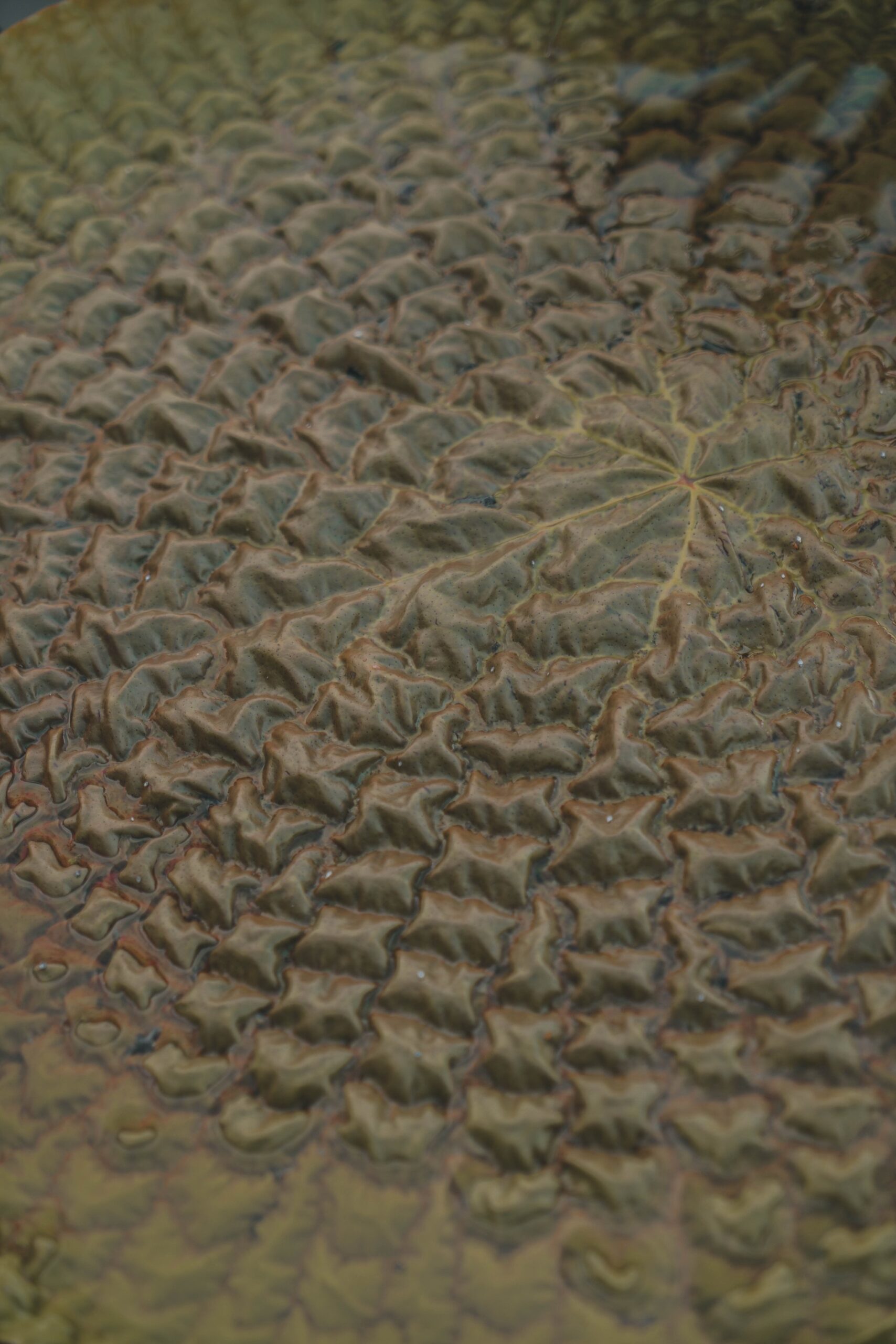 Nature's own topographic map, pressed flat on the water. Photo: Yuri Panichi Close-up of the deeply ridged and quilted upper surface of a giant water lily pad, with radiating veins and rust-edged folds visible during a manaus jungle tour