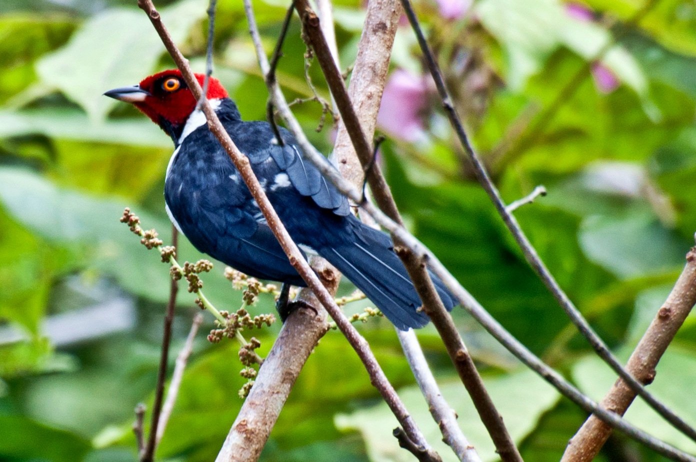 Red crown, blue body, one unblinking amber eye — birdwatching in the Amazon delivers moments like this. A striking bird with a vivid red head, orange eye, and deep blue plumage perched on a bare branch during a manaus jungle tour, surrounded by lush green tropical foliage