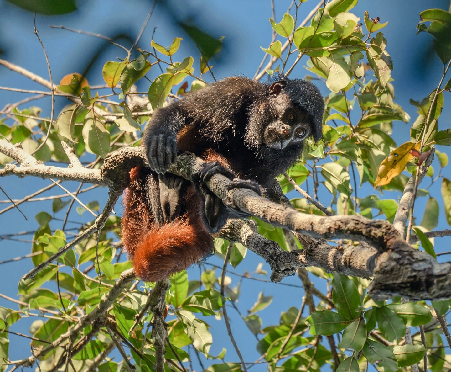 Um macaco-aranha preto e ruivo descansa sobre um galho no dossel da floresta amazônica perto de Mirante do Gavião, olhando para baixo sob um céu azul