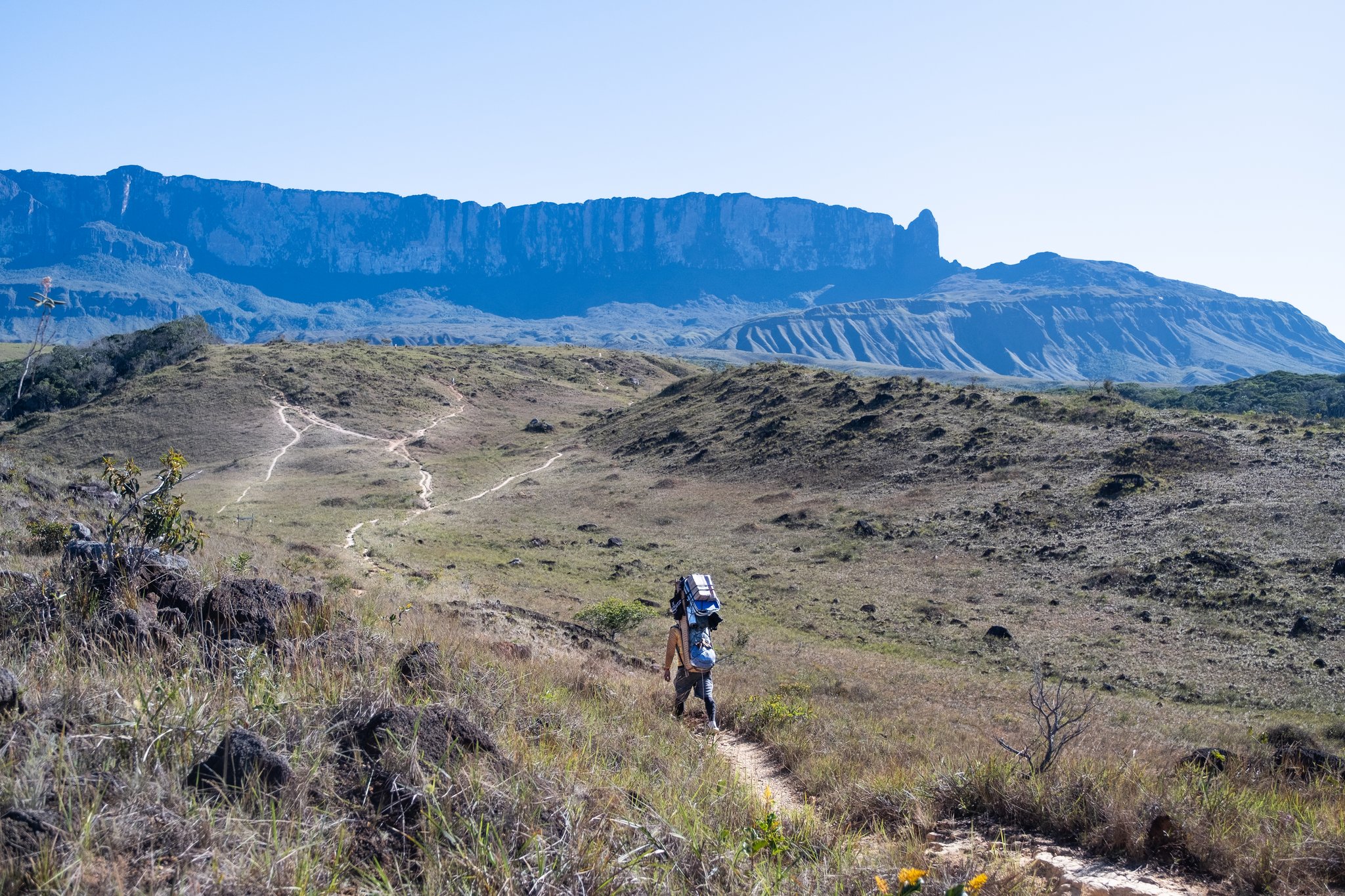 A heavily loaded porter walks a narrow trail across open savanna on the Mount Roraima hike, with the towering tepui escarpment rising dramatically across the horizon under a clear blue sky