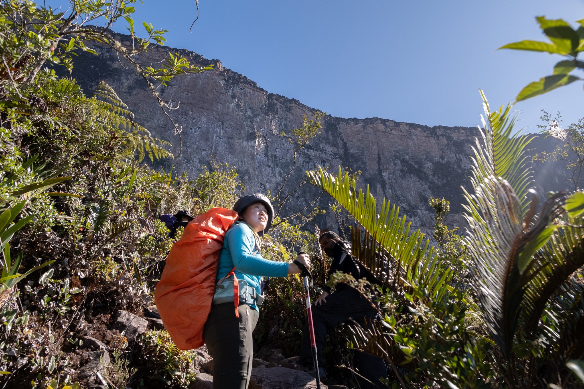 A hiker with a large orange backpack and trekking pole gazes up at a towering vertical tepui escarpment during the Mount Roraima hike, surrounded by bromeliads and ferns under a clear blue sky