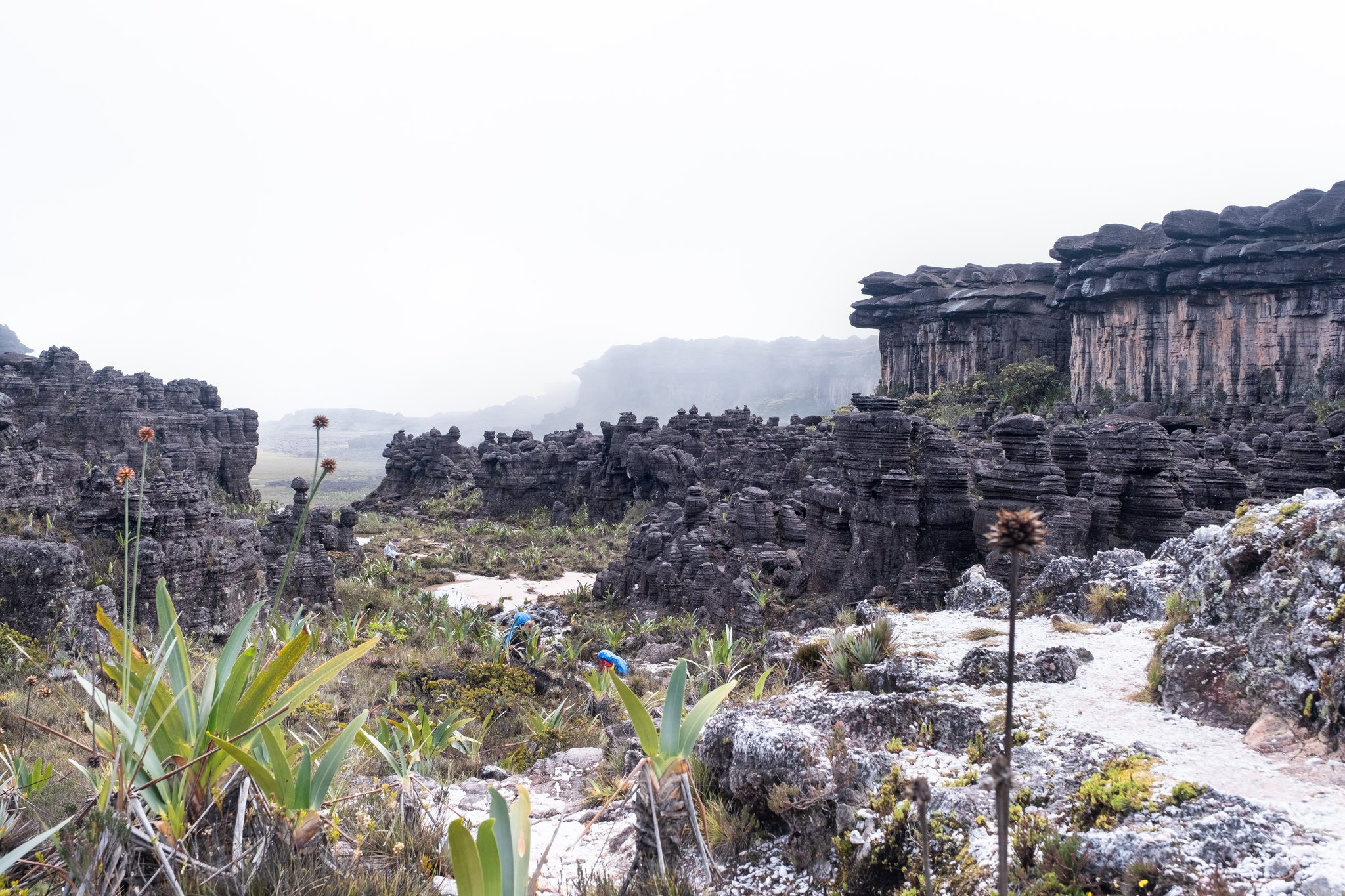 Ancient black sandstone pillars and bromeliad-studded plateau on a Mount Roraima hike, shrouded in mist with two hikers visible among the weathered formations