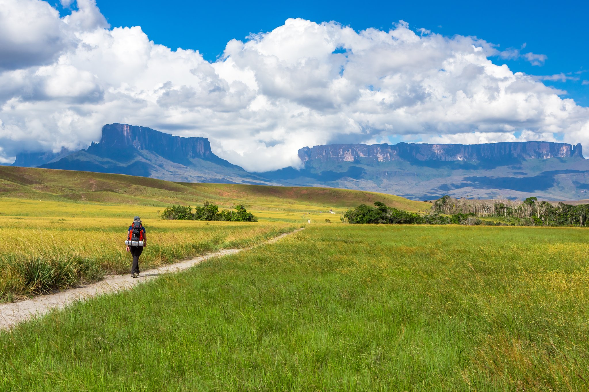 A backpacker with a red pack walks a dirt trail across open golden-green savannah toward the sheer sandstone cliffs of Mount Roraima on a sunny day with billowing cumulus clouds, capturing the scale of the Mount Roraima trek approach