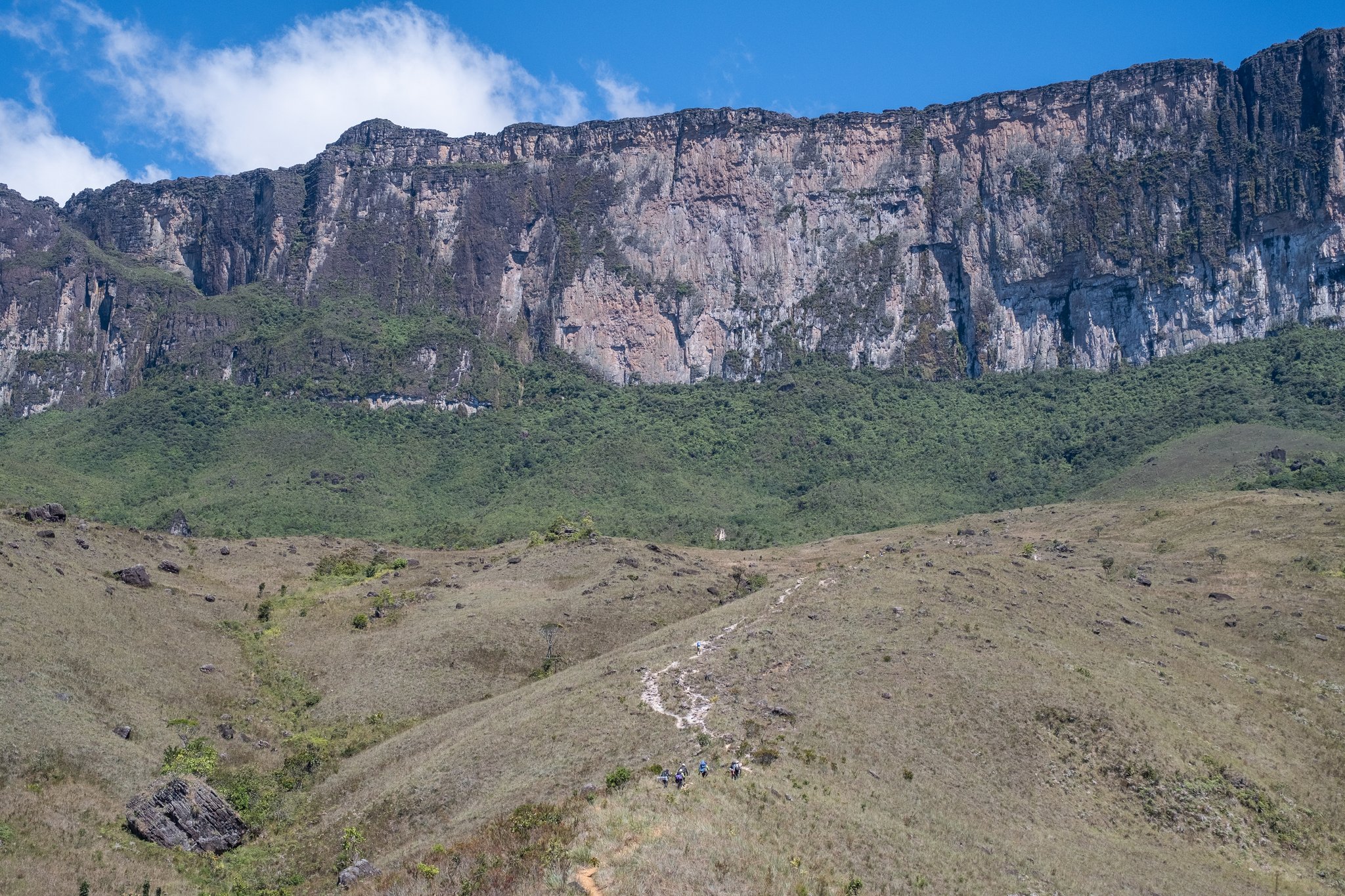 A small group of trekkers follows a winding trail across open savannah grassland on the Mount Roraima trek, dwarfed by the sheer sandstone cliffs of the tepui's vertical wall rising behind them