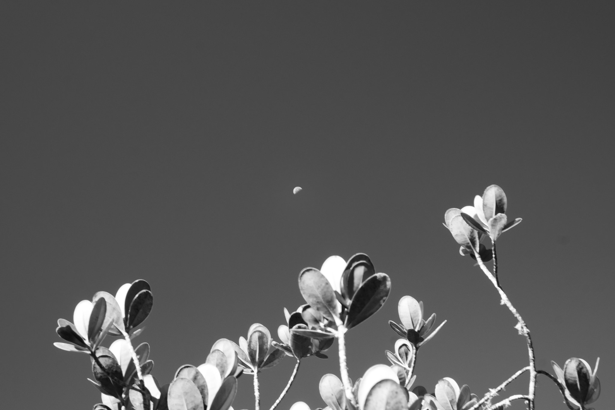 Low-angle black-and-white view of small-leaved shrub stems reaching upward on a Mount Roraima trek, with a crescent moon visible in the clear sky above