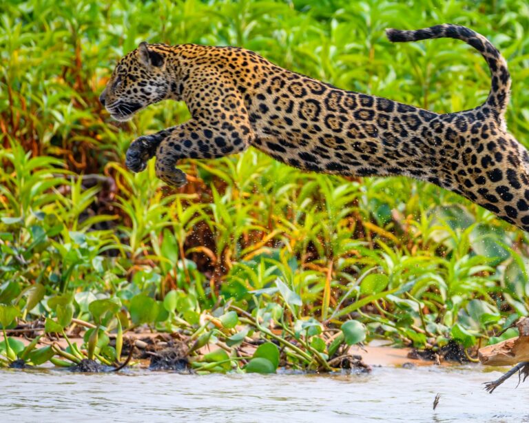 Comment visiter le Pantanal au Brésil : Guide de voyage Comment visiter le Pantanal au Brésil : Guide de voyage