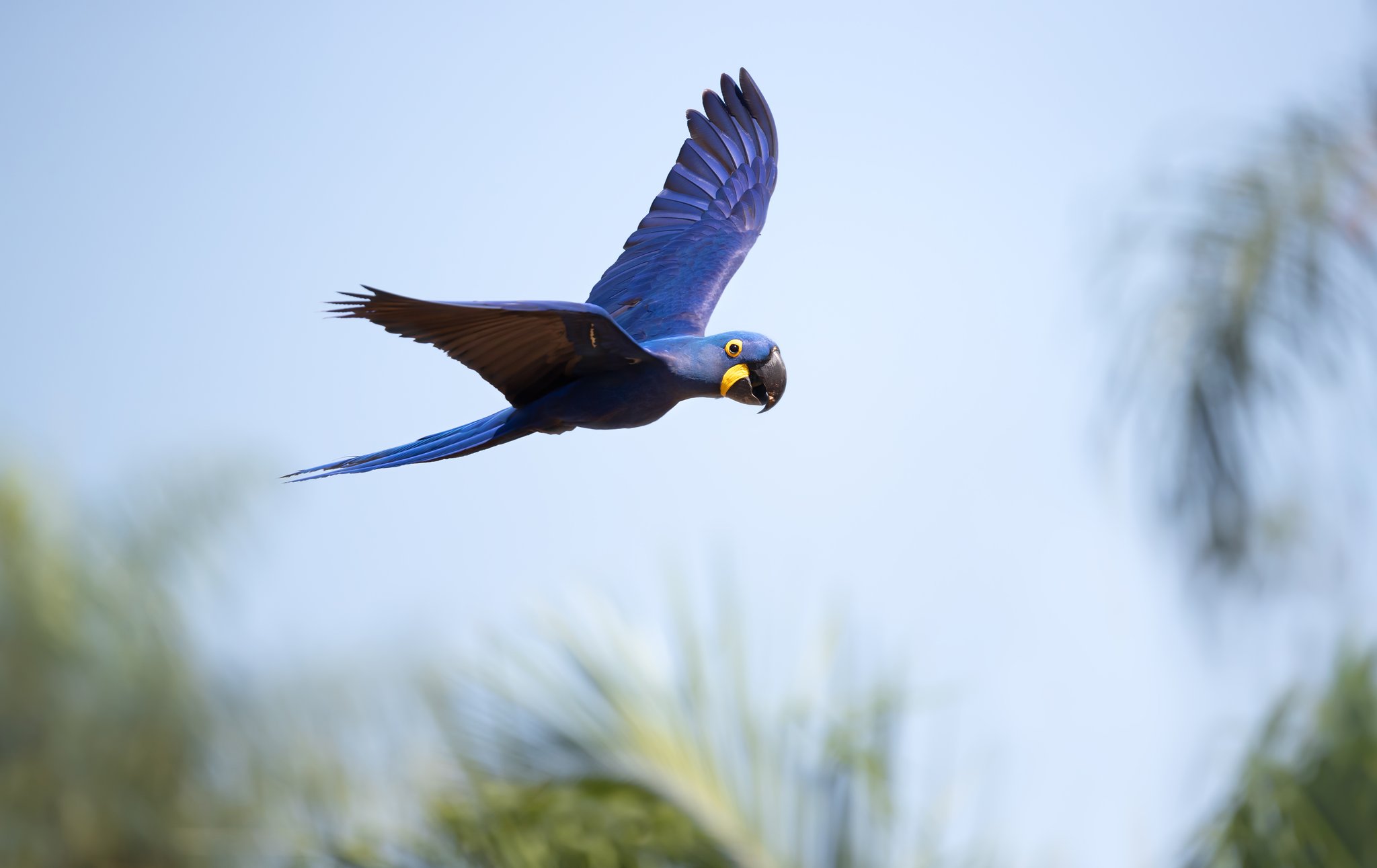 Cobalt wings, open sky — the hyacinth macaw owns the air. Photo: Dgwildlife A hyacinth macaw in full flight over palm fronds, its cobalt-blue plumage and yellow eye-ring vivid against a pale blue sky — a signature sighting on a Pantanal Bonito tour