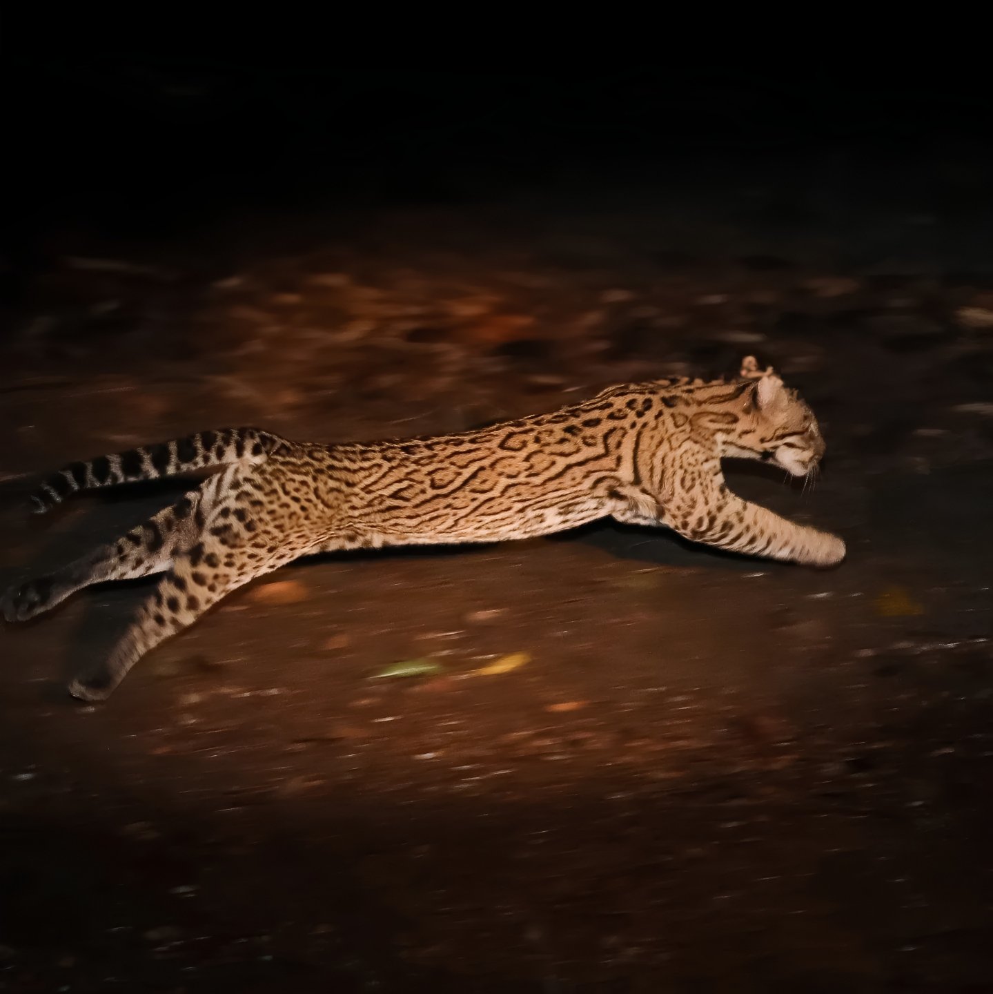 Pure speed — an ocelot launches into the night, spotted coat blazing under the spotlight. An ocelot caught mid-leap at night during a Pantanal Bonito tour, its rosette-patterned coat sharp against the dark ground