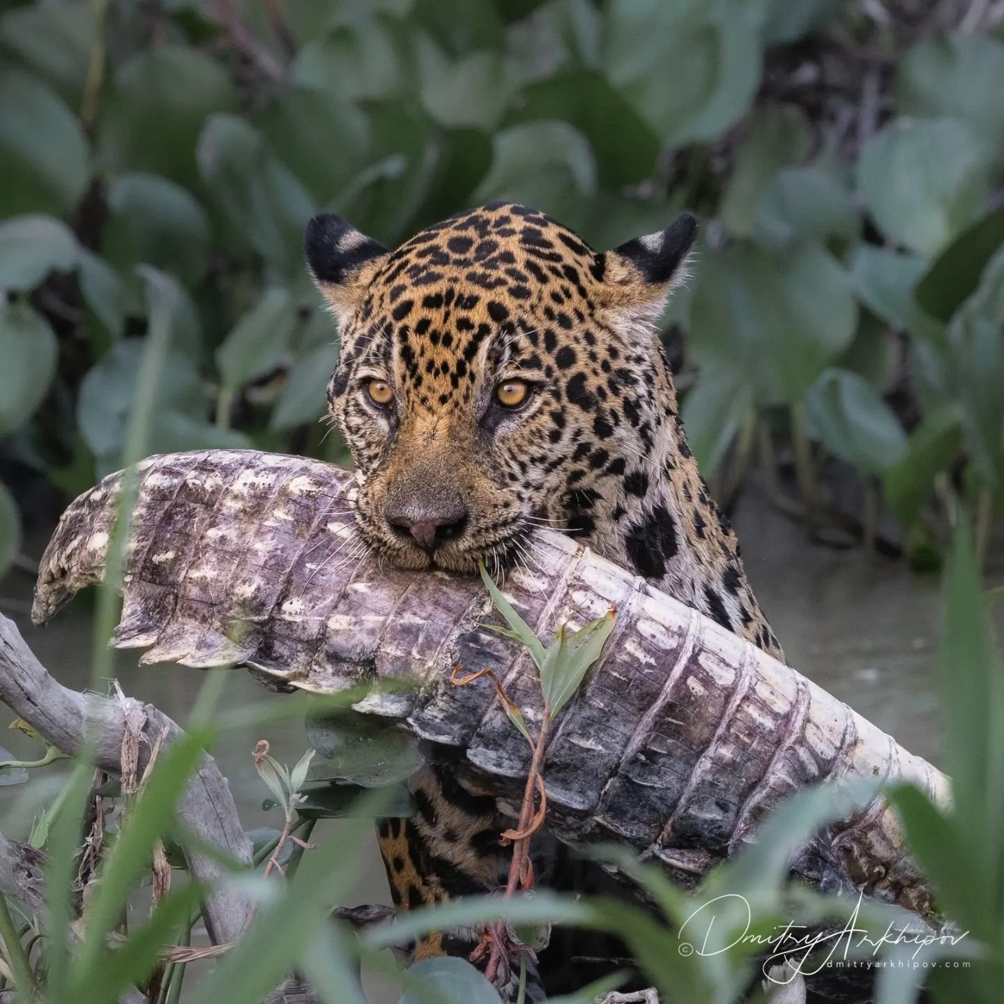 A jaguar stares directly at the camera while gripping a large caiman in its jaws, surrounded by dense riverbank vegetation — a defining moment on a pantanal jaguar budget safari
