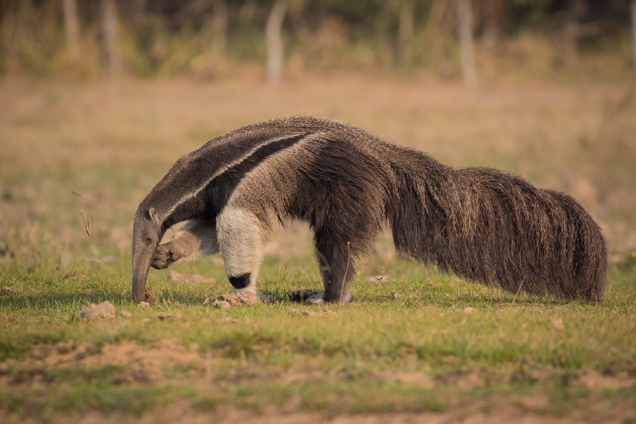 Powerful claws, an impossibly long snout — built for one thing only. Photo: Pedro Ferreira do Amaral A giant anteater probing the ground with its long snout in open grassland savanna habitat on a pantanal jaguar budget safari