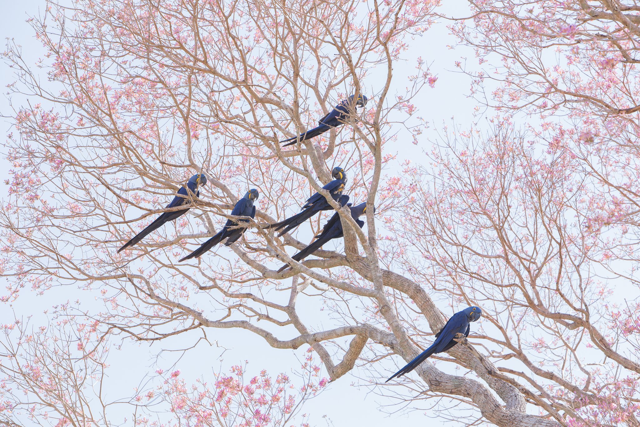 A flock of hyacinth macaws perched across the pale branches of a flowering pink tree during a pantanal jaguar budget safari