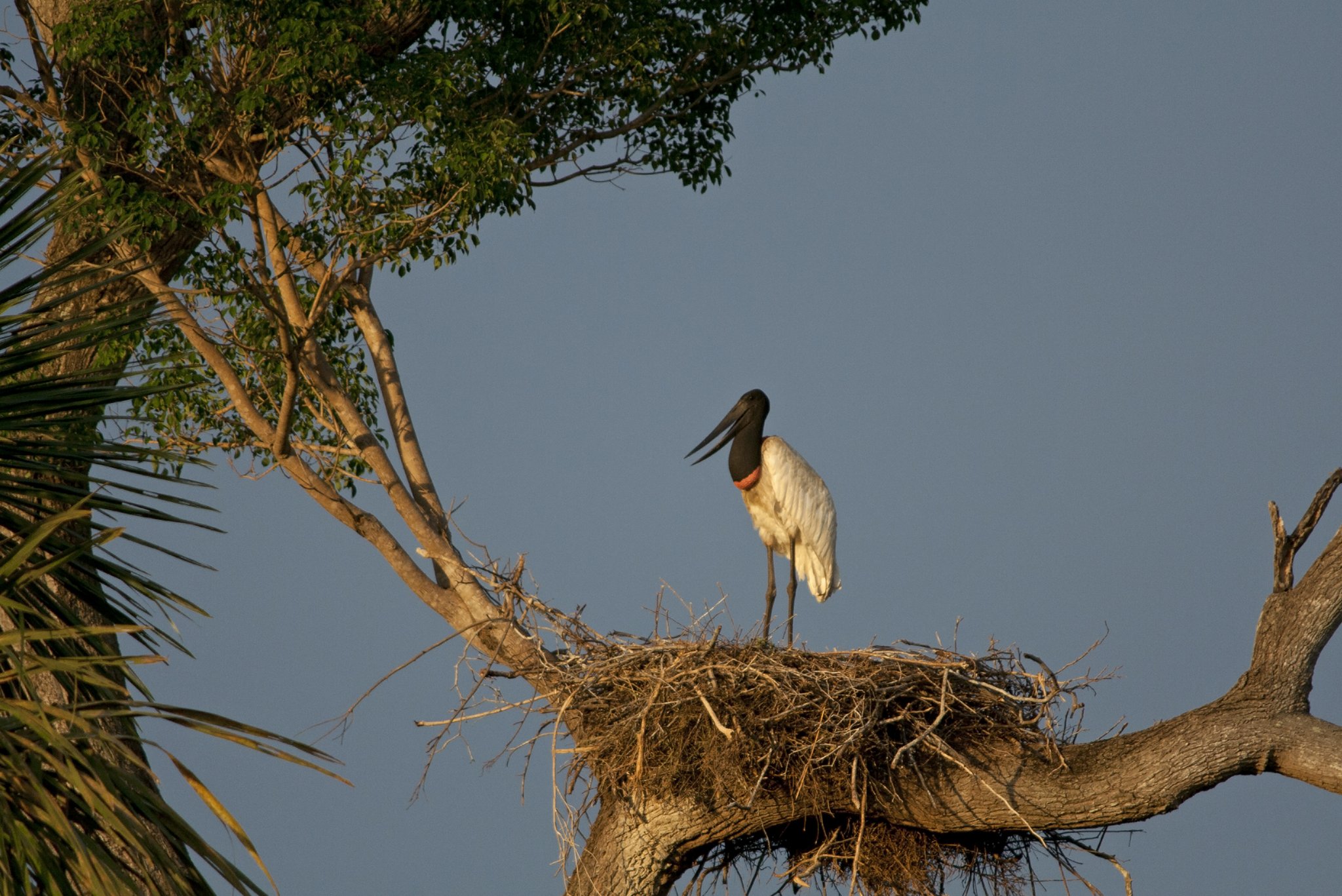 Sentinel of the treetops, guarding the nest at dusk. Photo: Mirages-nl A jabiru stork stands alert on a large stick nest high in a tree, its black head and red throat band vivid against a clear blue sky — a classic sighting on a pantanal jaguar budget safari