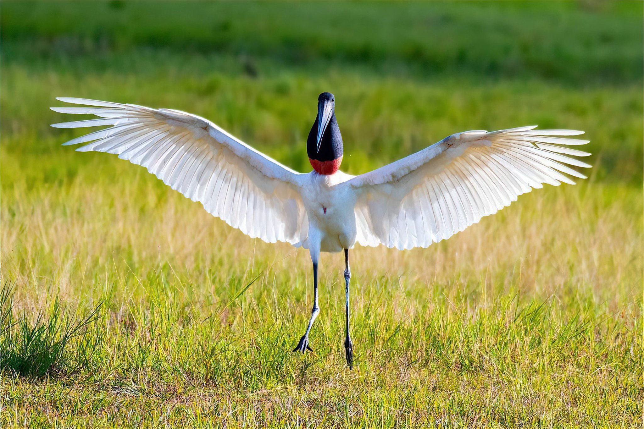 Full wingspan, no hesitation — the jabiru owns this moment. A jabiru stork spreads its massive white wings wide on a Pantanal grassland, displaying its black head and vivid red neck collar