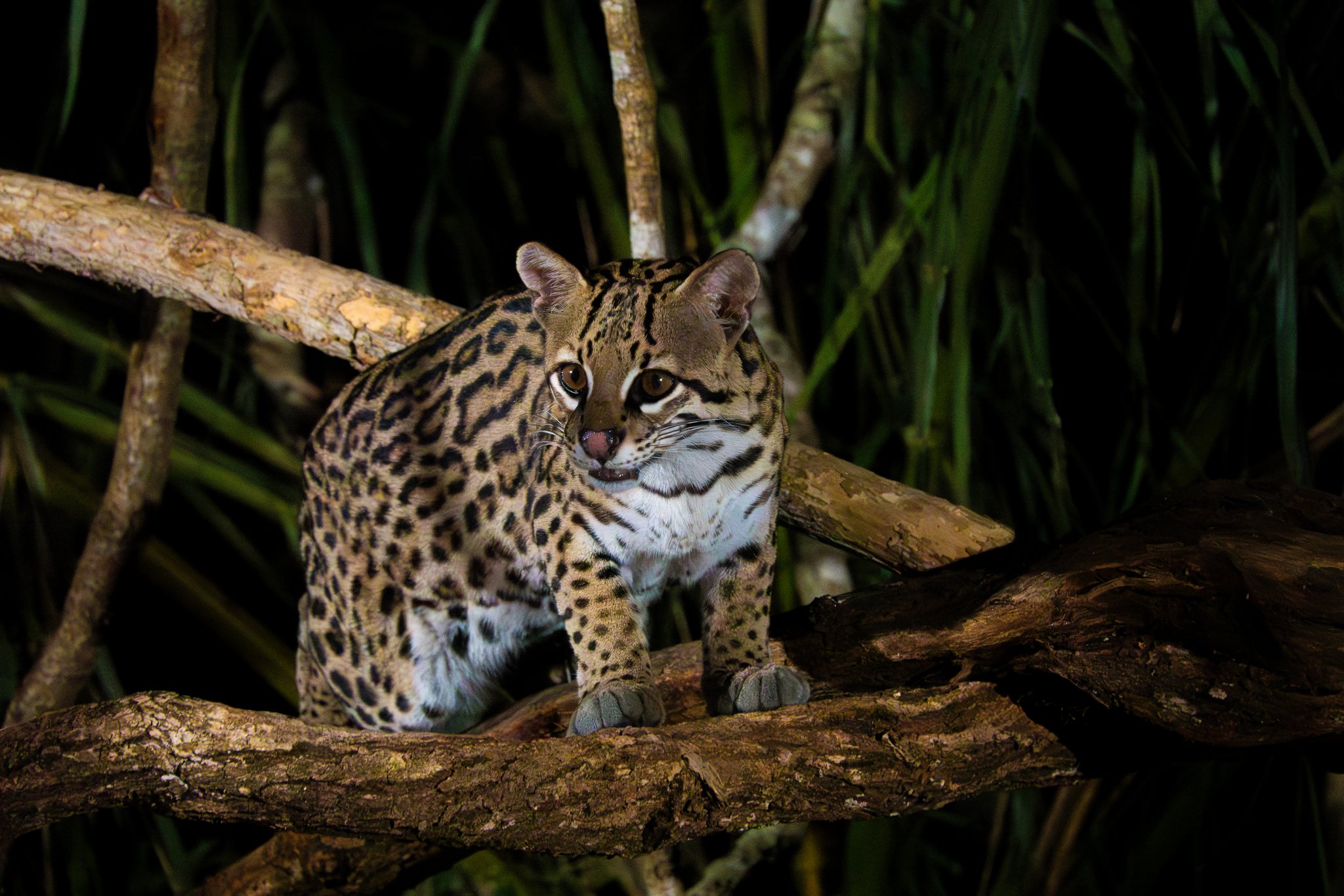 Spotted coat, unblinking stare — the night belongs to the ocelot. Photo: Richard C Palmer An ocelot crouches alert on a tangle of tree branches at night, its bold rosette-and-stripe coat vivid under a spotlight — a rare nocturnal sighting on a pantanal jaguar budget safari