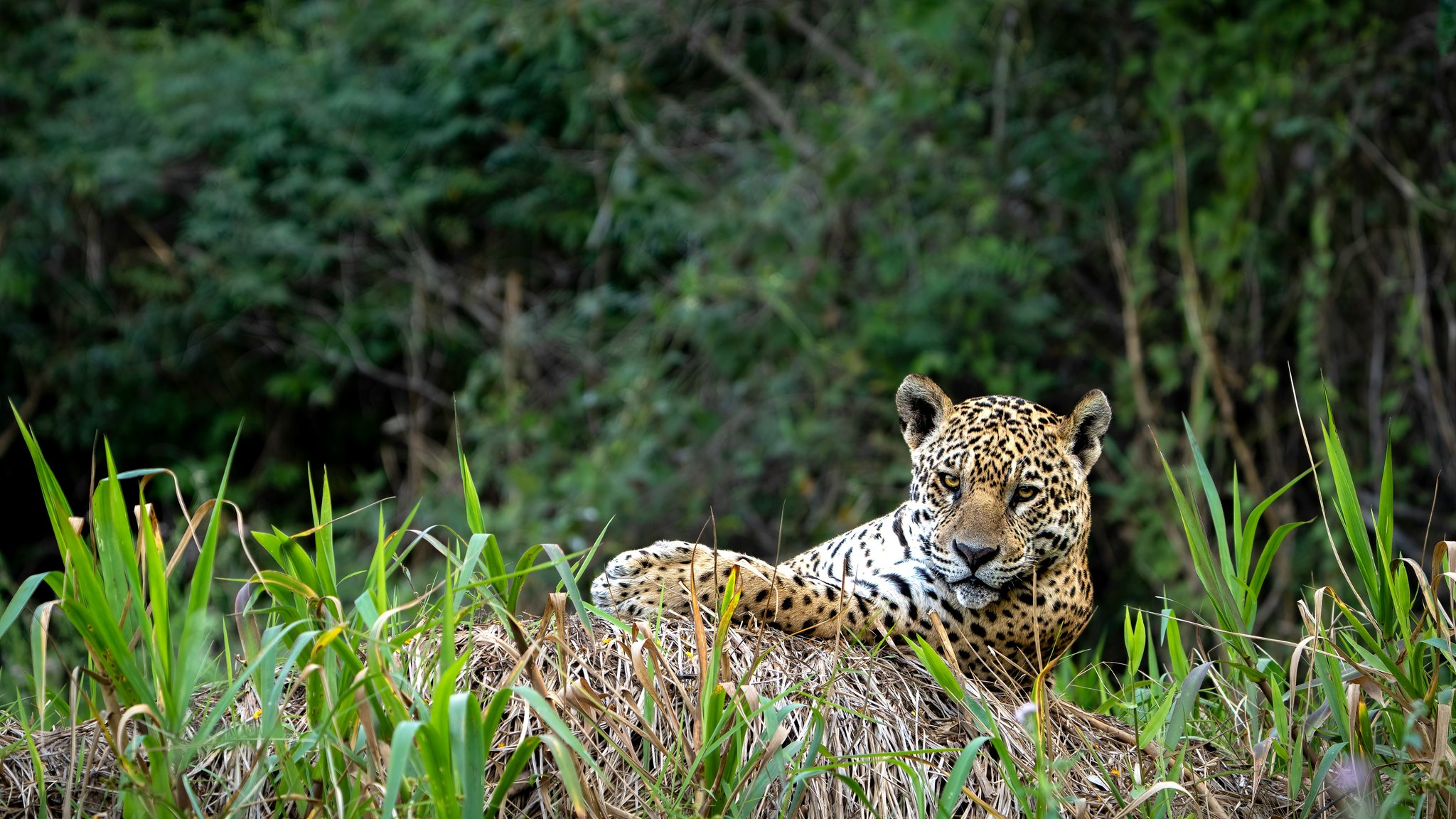 Unhurried, unafraid — the Pantanal's top predator holds its ground. A jaguar resting on a grassy mound and gazing directly at the camera during a pantanal jaguar budget safari, dense green vegetation behind